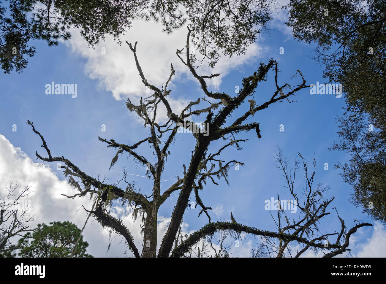 Old dead tree branches hires stock photography and images Alamy