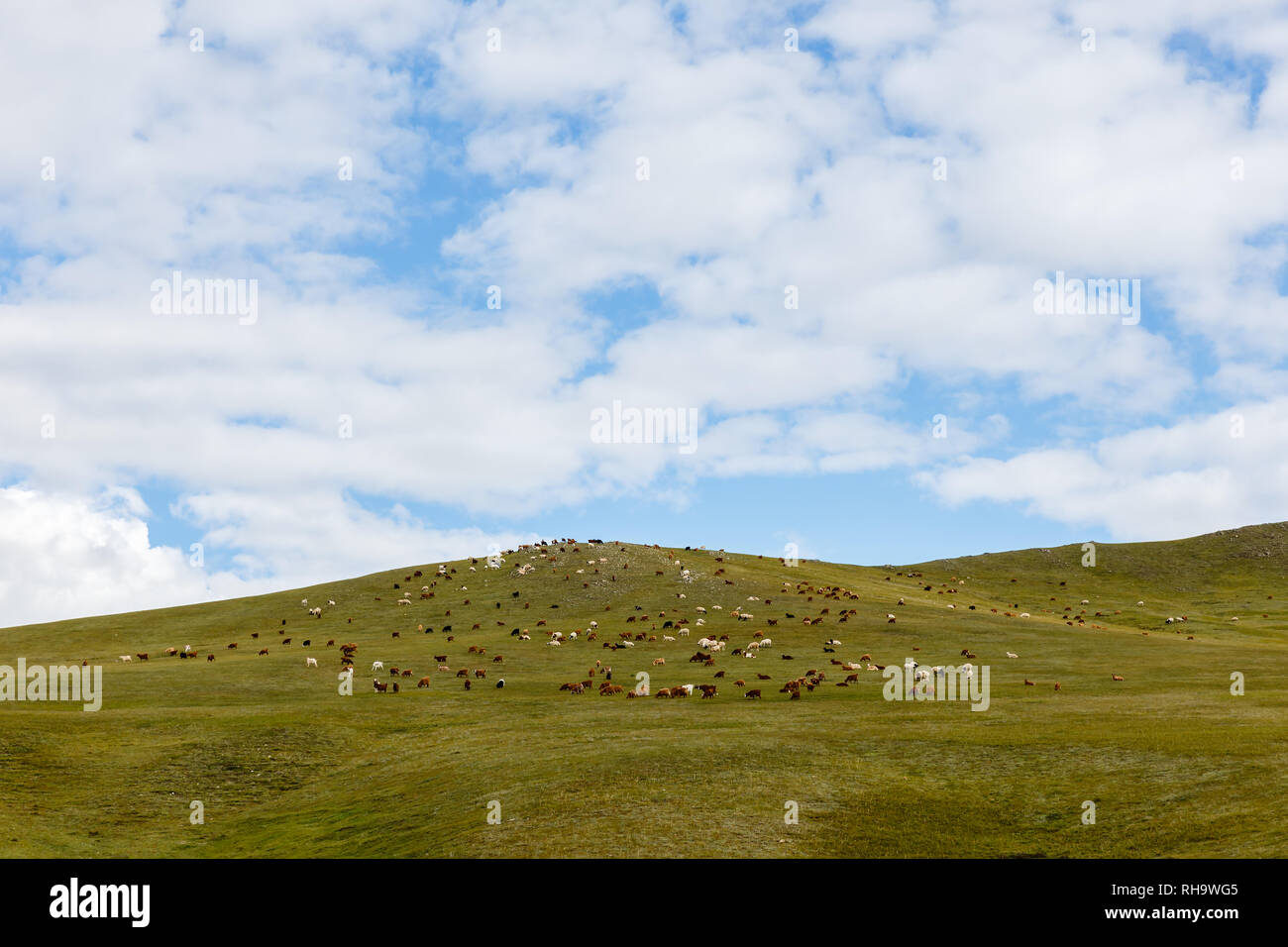 herd of sheep and goats graze in the Mongolian steppe, Mongolia Stock ...