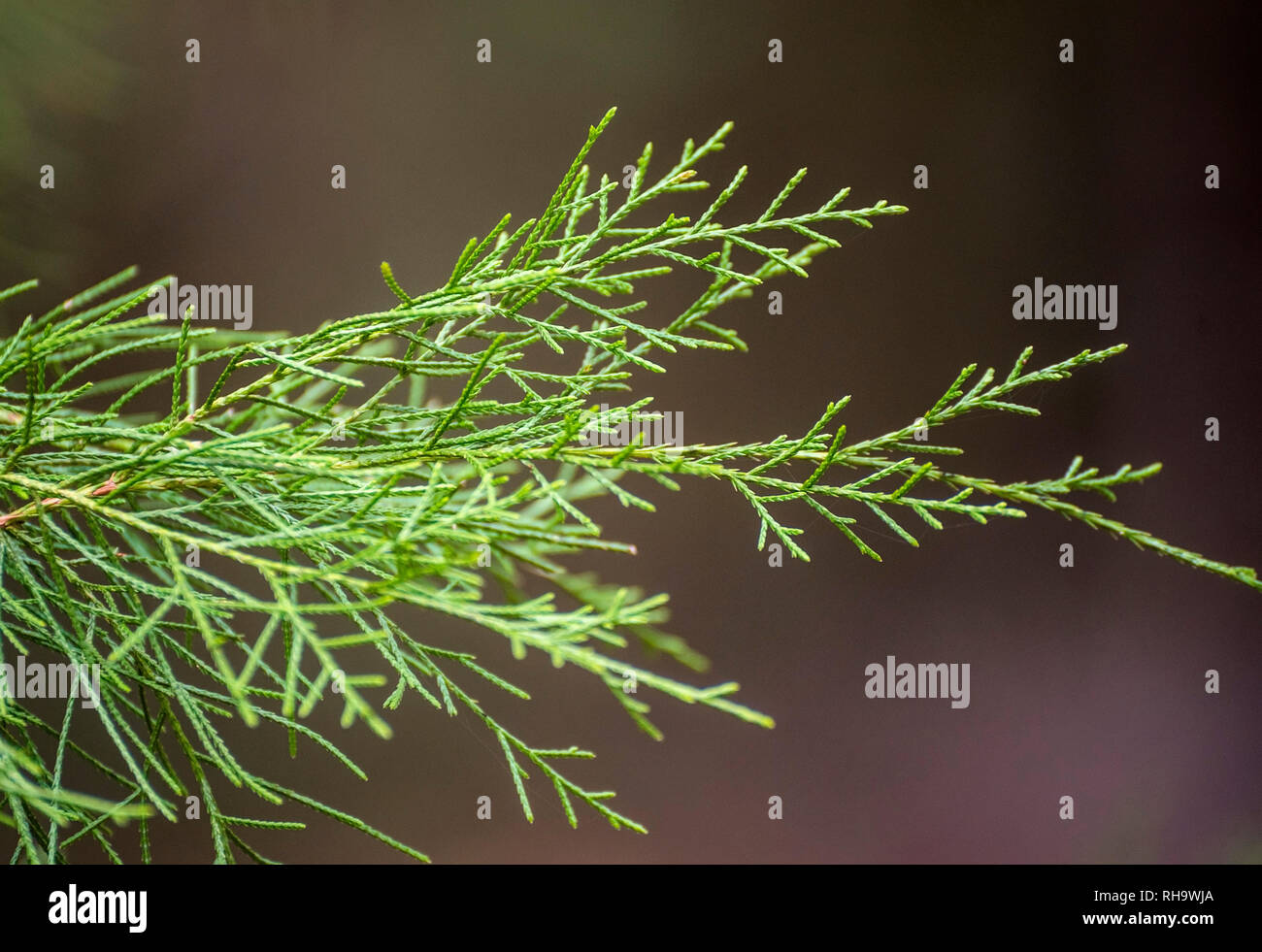 Closeup of Southern Red Cedar tree branches Stock Photo Alamy