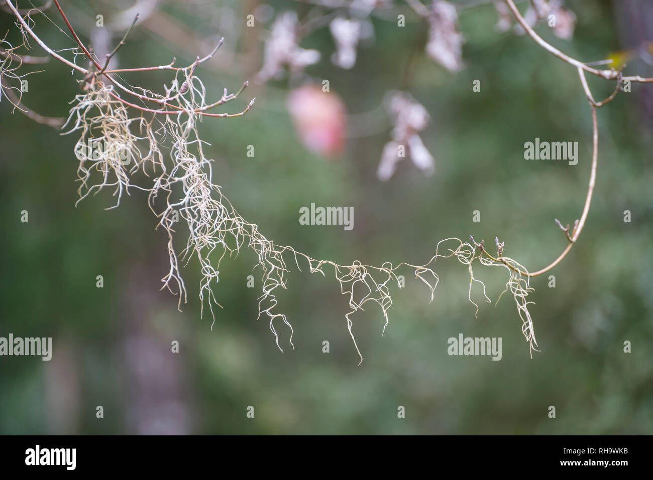 Closeup of Spanish Moss hanging from a dogwood tree branch. Tillandsia Usneoides. Stock Photo