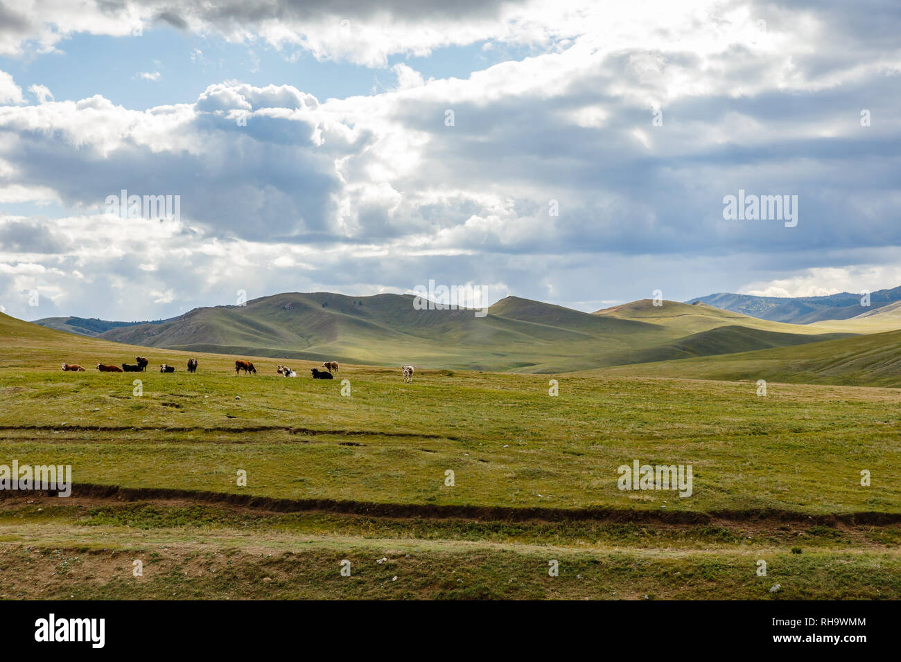 Animals mongolia mountain hi-res stock photography and images - Page 2 -  Alamy