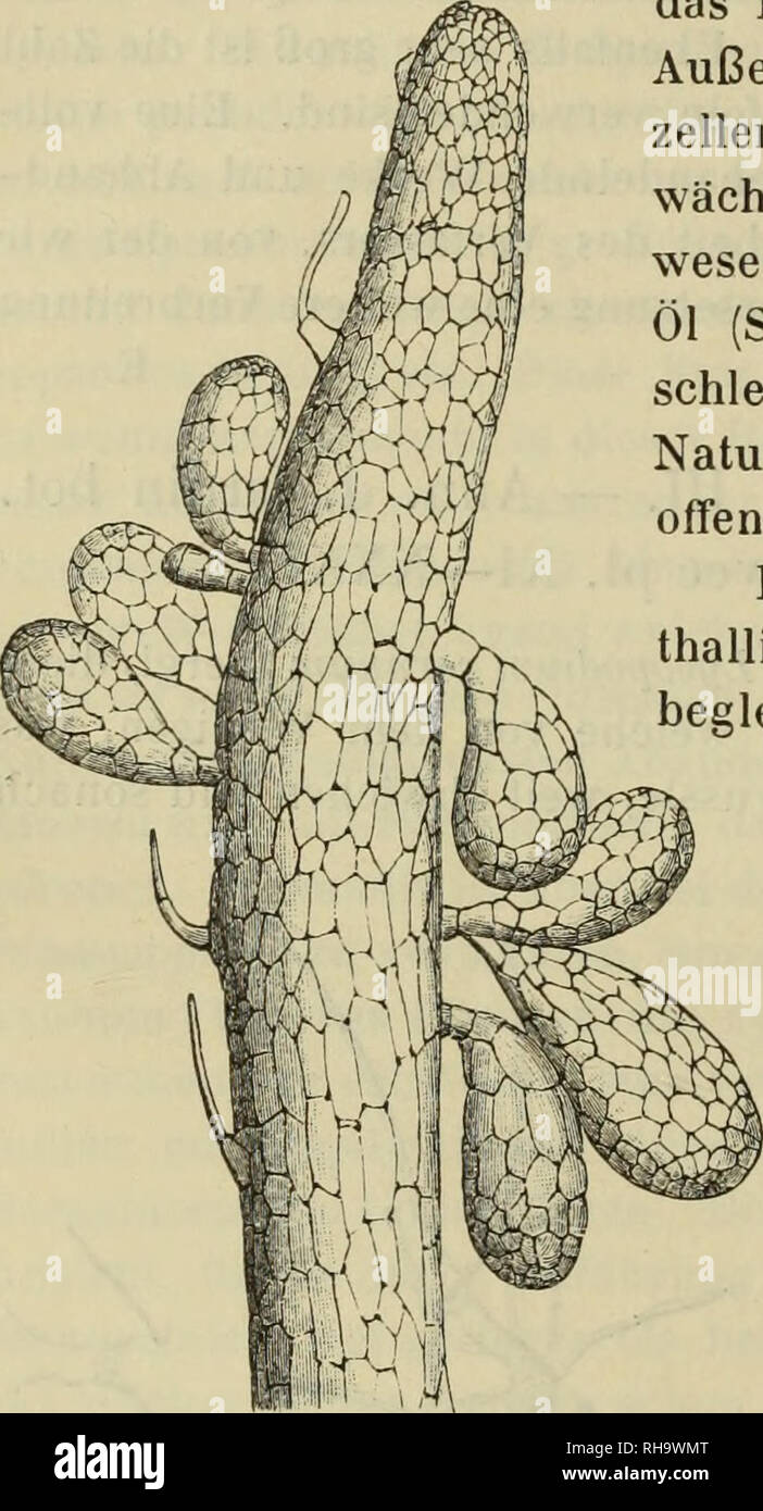 . Botanische Jahrbu?cher fu?r Systematik, Pflanzengeschichte und