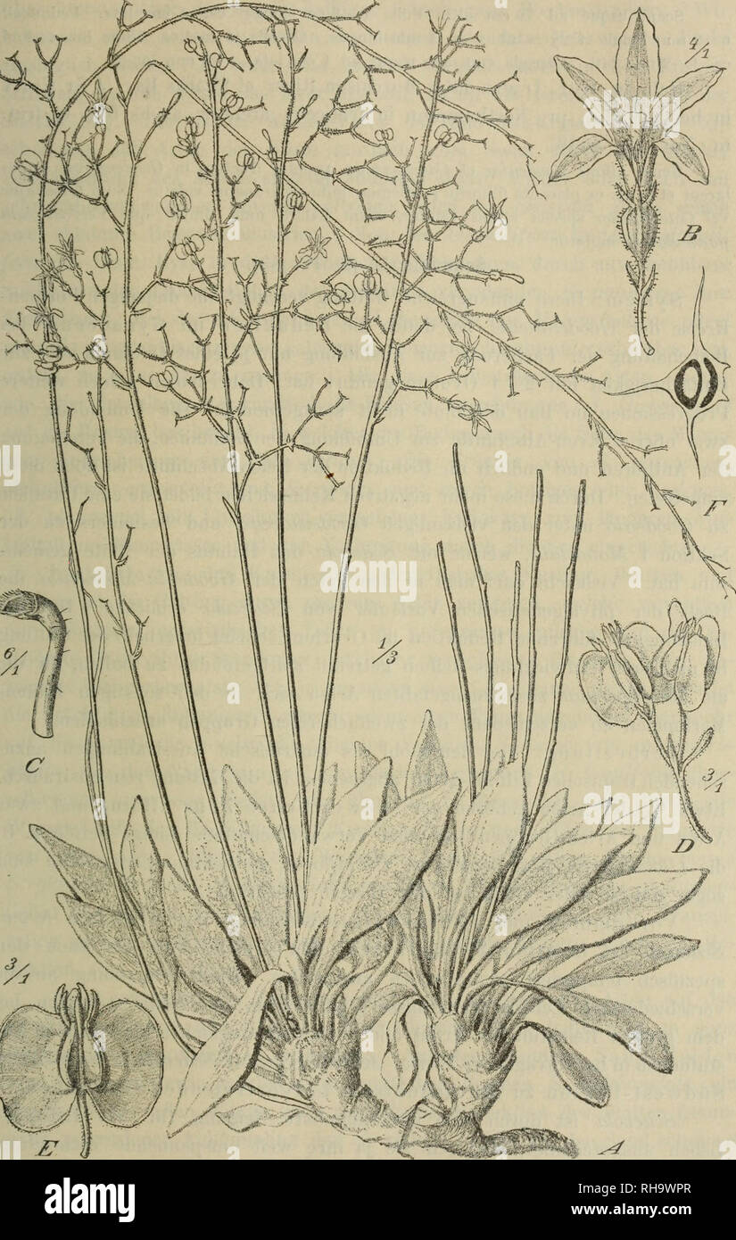 . Botanische Jahrbu?cher fu?r Systematik, Pflanzengeschichte und Pflanzengeographie. Botany; Plantengeografie; Paleobotanie; Taxonomie; Pflanzen. Fragmenta Pliytogiapliiae Australiae occidentalis. 565. Fig. 65. Pentaptilon Careyi Vnizol; A Habitus. 7? Flos expansus. C Stylus. D, E Fruclus. F FrucLus uniseminalis parte inféra transverse dissectus.. Please note that these images are extracted from scanned page images that may have been digitally enhanced for readability - coloration and appearance of these illustrations may not perfectly resemble the original work.. Engler, Adolf, 1844-1930. Stu Stock Photo