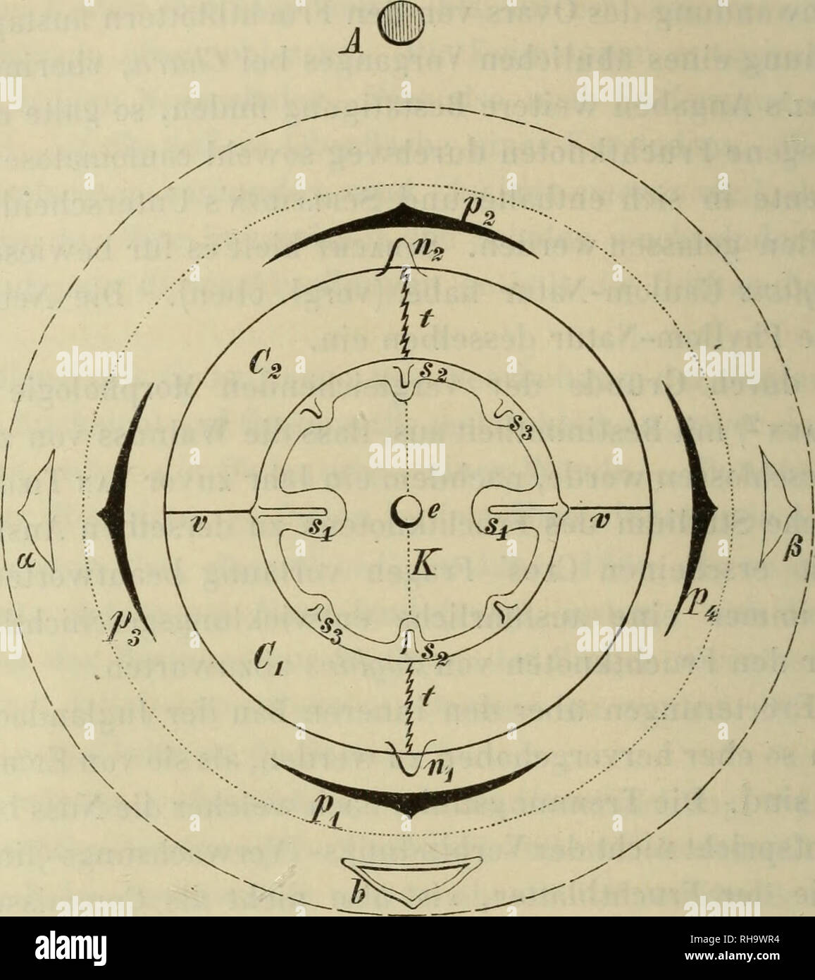 . Botanische Jahrbu?cher fu?r Systematik, Pflanzengeschichte und Pflanzengeographie. Botany; Plantengeografie; Paleobotanie; Taxonomie; Pflanzen. 290 Dr. M. Kronfeld. ILnie) der Nuss entspricht. Der Grund jedes Faches wird durch dieselben noch einmal in zwei untergeordnete Nischen abgeteilt; und demgemäß ist der Kern an der Basis ic vier Wülste geschieden. Zu den Scheidewand-. [Ä die Abstammungsachsej. 6 Tragblatt Braun , bractée C. de Candolle, Deckblatt, -schuppe | g^^o^ ] cr|- ElCHLEU.  || |&quot;cg' &gt;|;|p (c, ß Vorblätter Br., Eichl.; prophylles de la bractée, mamelons ( Ë^g-f^® | zç%  Stock Photo