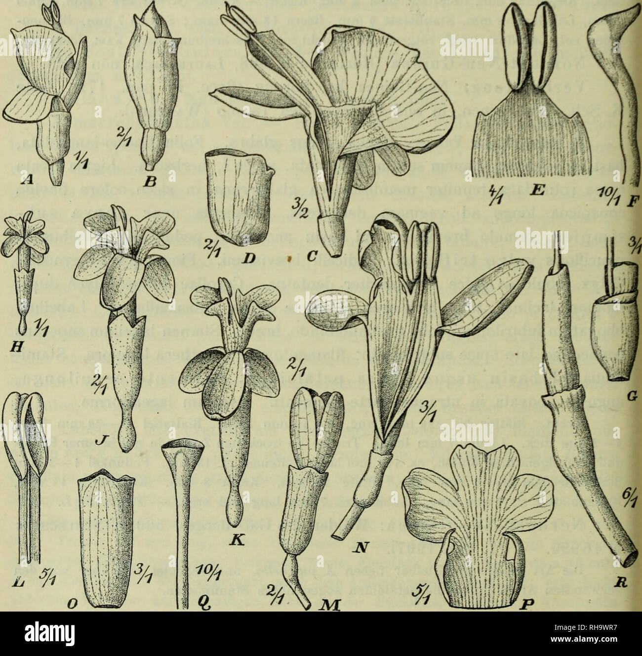 . Botanische Jahrbu?cher fu?r Systematik, Pflanzengeschichte und Pflanzengeographie. Botany; Plantengeografie; Paleobotanie; Taxonomie; Pflanzen. 66 C. Lauterbach, Beiträge zur Flora von Papuasien. IV. aequilongum, connectivum apice haud produetum. Fructus majusculus ruber. Semina 3. Die Blätter (nur die drei oberen liegen vor) sind 190—250 mm lang, 45—50 mm breit und nach unten stielartig verschmälert. Die Ligula i*t 7 —10 mm lang, 4—5 mm breit und unterscheidet sich durch die gelbbraune Farbe von dem Blattgewebe. Die noch junge Traube mißt 180 mm, der Seitenzweig 90 mm. Die Endzweige sind mi Stock Photo