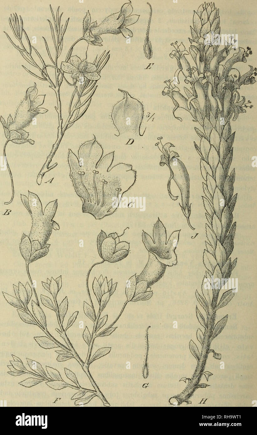 . Botanische Jahrbu?cher fu?r Systematik, Pflanzengeschichte und Pflanzengeographie. Botany; Plantengeografie; Paleobotanie; Taxonomie; Pflanzen. 544 L. Diels u. E. Pritzel.. Fig. 62. Eremophila: AE E. granitica Sp. Moore: A Habitus. B Flos. C Corolla. D Segmentum medianum labii antici. E Gynaeceum. — F, G E. Georgei Diels : F Ha- bitus. G Gynaeceum. — H, J E. calorhabdos Diels: 5&quot; Habitus. J Flos.. Please note that these images are extracted from scanned page images that may have been digitally enhanced for readability - coloration and appearance of these illustrations may not perfectly Stock Photo