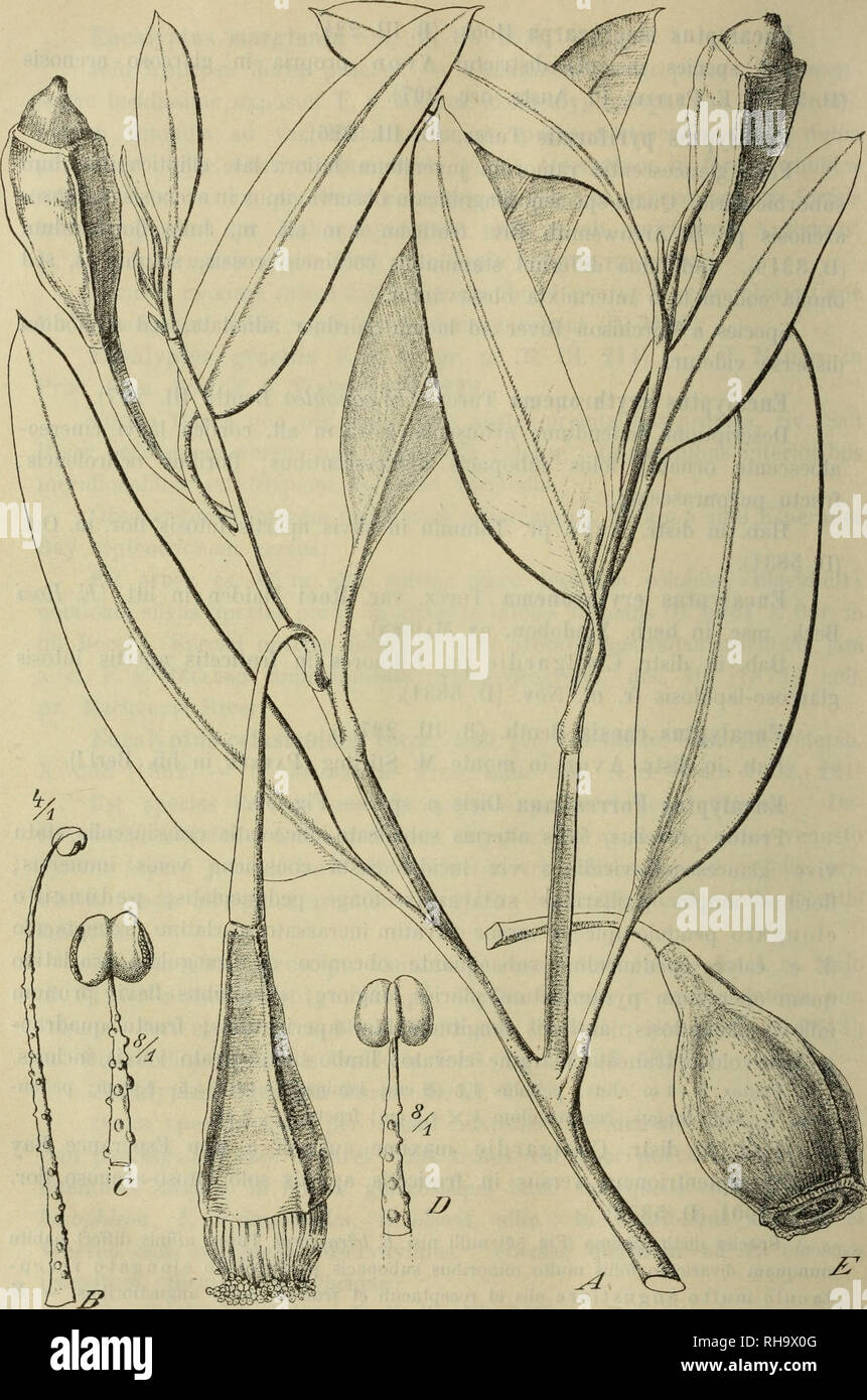 . Botanische Jahrbu?cher fu?r Systematik, Pflanzengeschichte und Pflanzengeographie. Botany; Plantengeografie; Paleobotanie; Taxonomie; Pflanzen. 440 L. Diels u. E. Pritzel.. Fig. 50. Eucalyptus Forrestiana Diels: A Rami floriferi habitus. B, C, D Stamen. E Fructus.. Please note that these images are extracted from scanned page images that may have been digitally enhanced for readability - coloration and appearance of these illustrations may not perfectly resemble the original work.. Engler, Adolf, 1844-1930. Stuttgart : Schweizerbart Stock Photo