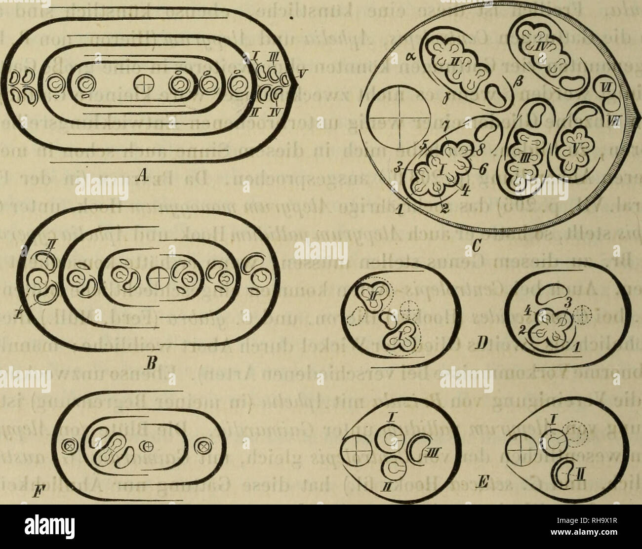 . Botanische Jahrbu?cher fu?r Systematik, Pflanzengeschichte und