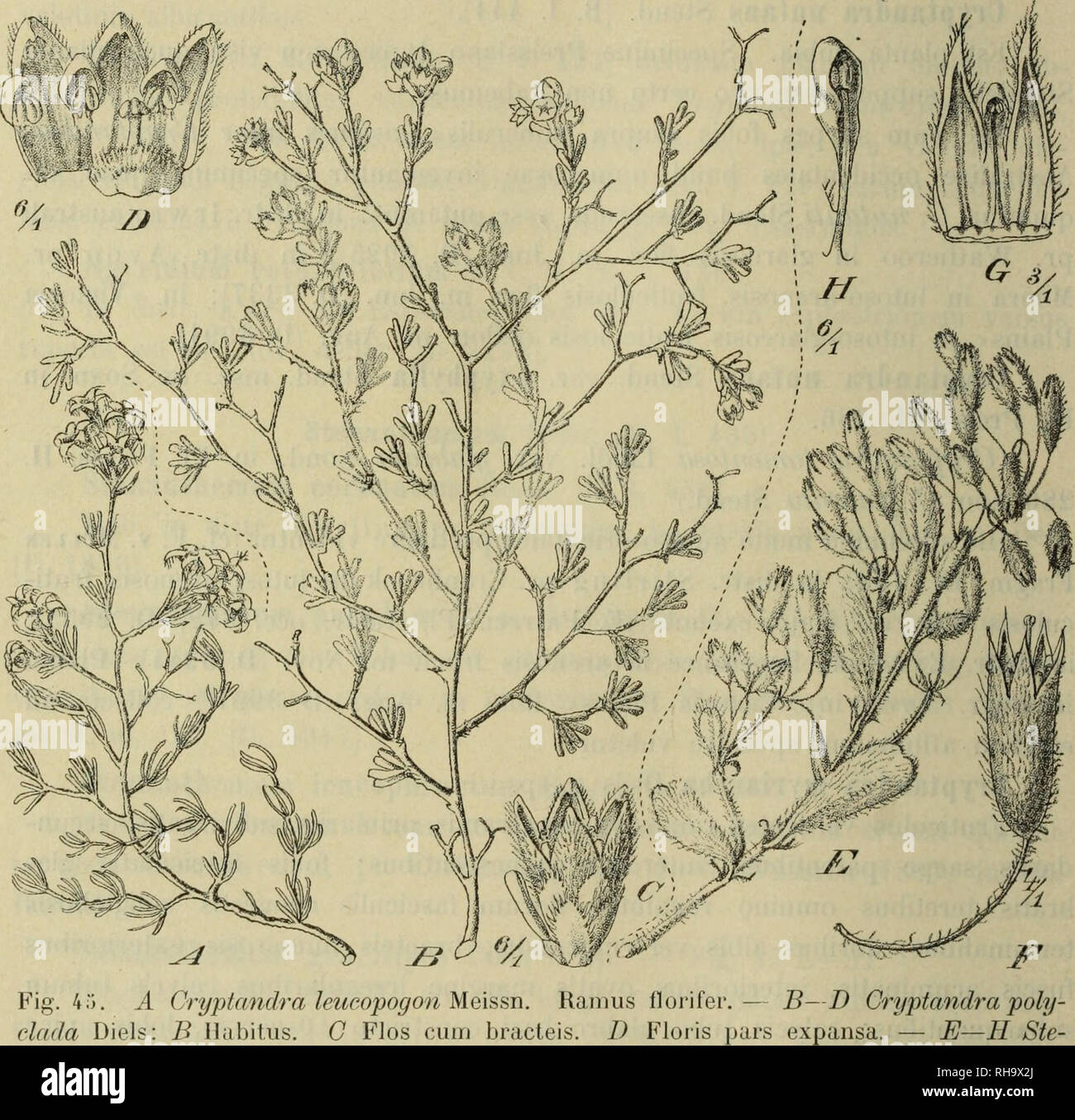 . Botanische Jahrbu?cher fu?r Systematik, Pflanzengeschichte und ...