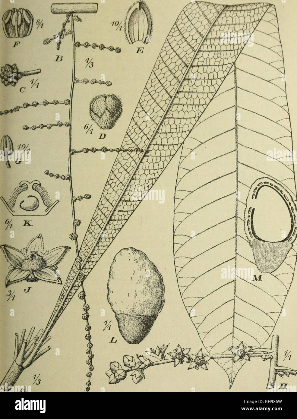 . Botanische Jahrbu?cher fu?r Systematik, Pflanzengeschichte und Pflanzengeographie. Botany; Plantengeografie; Paleobotanie; Taxonomie; Pflanzen. (!. Lauterbacli, Dio Anacanliaceen P.ipuasierifJ. n. 716! — Original der Art). Lager Peilungsbcrg (Sepik-Gebiet), 60 bis 250 in, Schluchtenwald mit dichtem Unterholz (Lkdkrmann n. (&gt;N82 ! — 0?, blühend 4. April 1912). — Zuckerhut (Sepik-Gebiet) oüO m, Urwald. Fig. 5. Semeearpus magnified, K. Schum. A Habitus; B S Blütenstand; C (5 Blüten- knäuel; D Knospe; E Blbl.; F Bl. nach Entfernung von Kelch und Bbbl.; 0 Staub- blatt; H Teil eines Q Blütensta Stock Photo