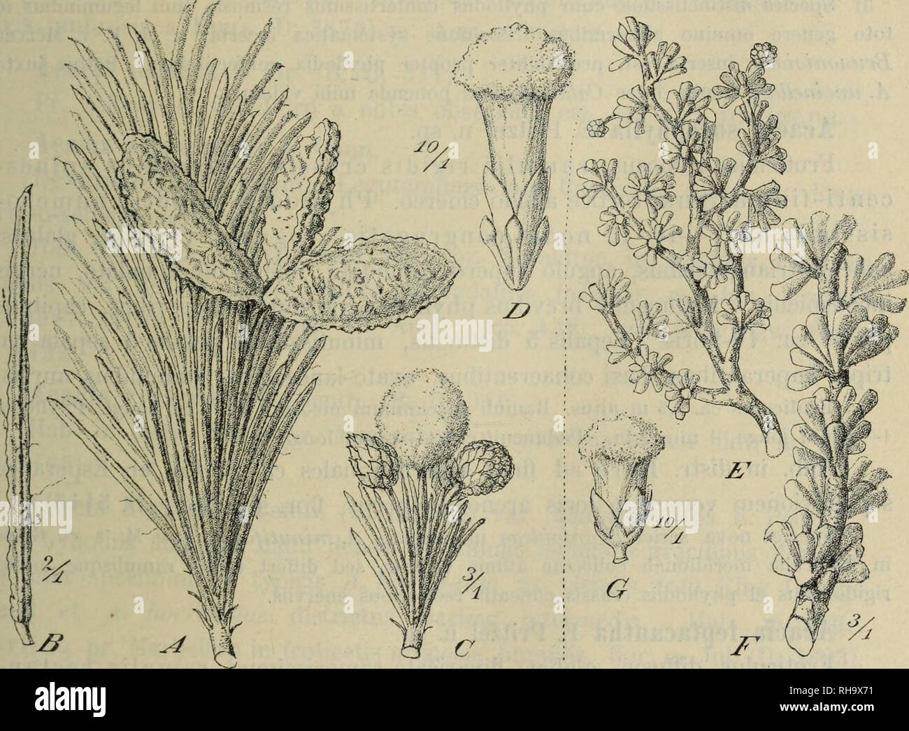 . Botanische Jahrbu?cher fu?r Systematik, Pflanzengeschichte und Pflanzengeographie. Botany; Plantengeografie; Paleobotanie; Taxonomie; Pflanzen. Fragmenta Phytogiaphiac Australiae occidentalis. 295 Fruticulus ca. 50 cm altus. Phyllodia ca. iO—15 mm longa, 1—i,6 ram crassa. Pedunculi ca. 3—4 mm longi, capituli 1—2 mm diam., corolla usque ad i mm longa, stamina usque ad 1,5—2 mm longa. Hab. in distr. Avon pr. Tammin in campis arenosis aridis, flor. m. Maj. (D. 2859). Species ex affinitate Ä. ericifoliac Benth. et A. imcinellae Bcnth., sed phyllodiis crassiusculis multinerviis obtusissimis, capi Stock Photo