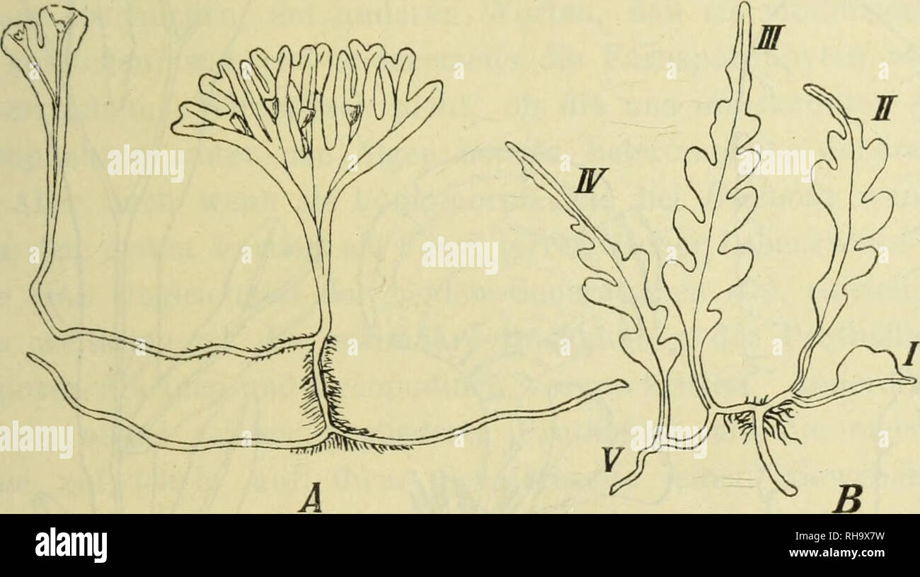 . Botanische Jahrbu?cher fu?r Systematik, Pflanzengeschichte und