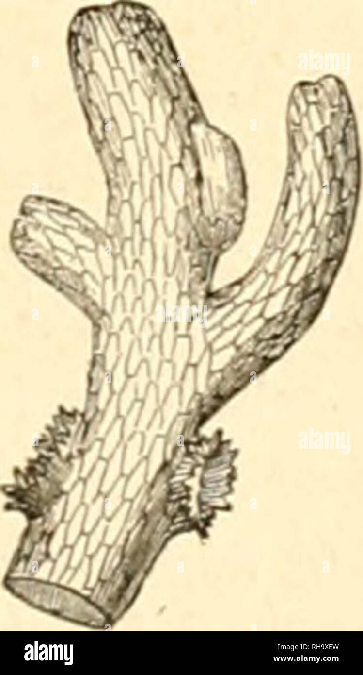 . Botanique cryptogamique, ou Histoire des familles naturelles des plantes infrieures. . 696. rrullaiiia complanata ' 697. 698. Zoolhèquei de Jungermannia multilida. JUNGERMANNIA, U.Y.V. Perichœtium dialy- phyllum vel basi gamophyllum. Perigonium inenibranaceum, tubulosum, (ire denticulato, Epigonium niembranaceuni persistons. Folia succuba. frullania RADDI. Perichœtium dialyphyl- lum, foliolis plerumque profondius bilobis. Peri- gonium foliaceum, lubulosum, apice truncatum vel mucronatum. Epigonium mernbranaceum persistens. Folia incuba suliius lobulata vel au- riculata. A1LICULAIUA CORDA, Pe Stock Photo