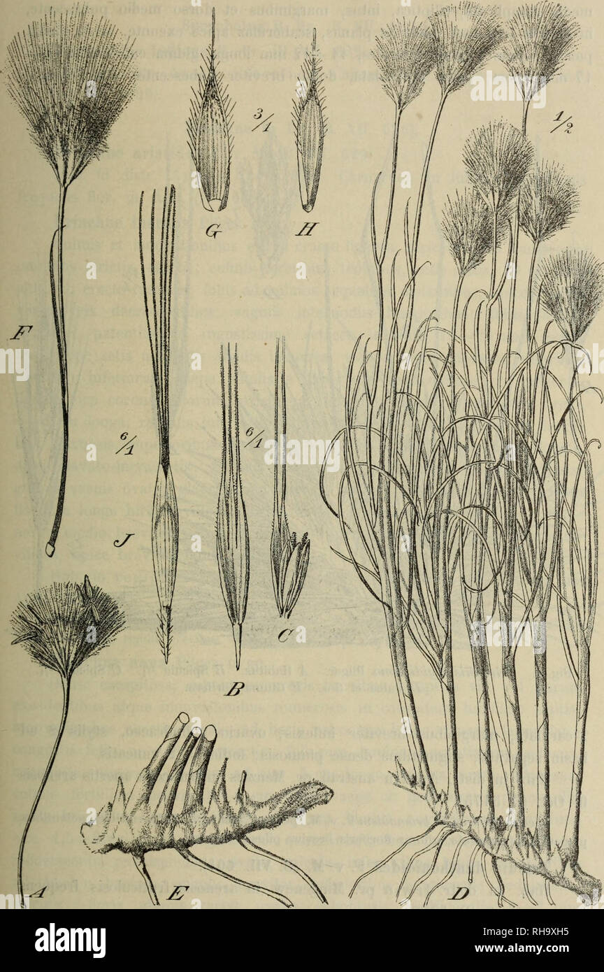 . Botanische Jahrbu?cher fu?r Systematik, Pflanzengeschichte und Pflanzengeographie. Botany; Plantengeografie; Paleobotanie; Taxonomie; Pflanzen. Fragmenta Phytographiae Australiae occidentalis. 73. Fig. 3. A—C Amphipojjon turbinatus Nées. A Capitulum. B Gluma florifera. C Palea et flos — D—J Amphipogon restionaceus Pilger. B Habitus. E Rhizoraa. F Capitulum. 6, H Glumae vacuae. ' J Gluma florifera, palea et flos.. Please note that these images are extracted from scanned page images that may have been digitally enhanced for readability - coloration and appearance of these illustrations may not Stock Photo