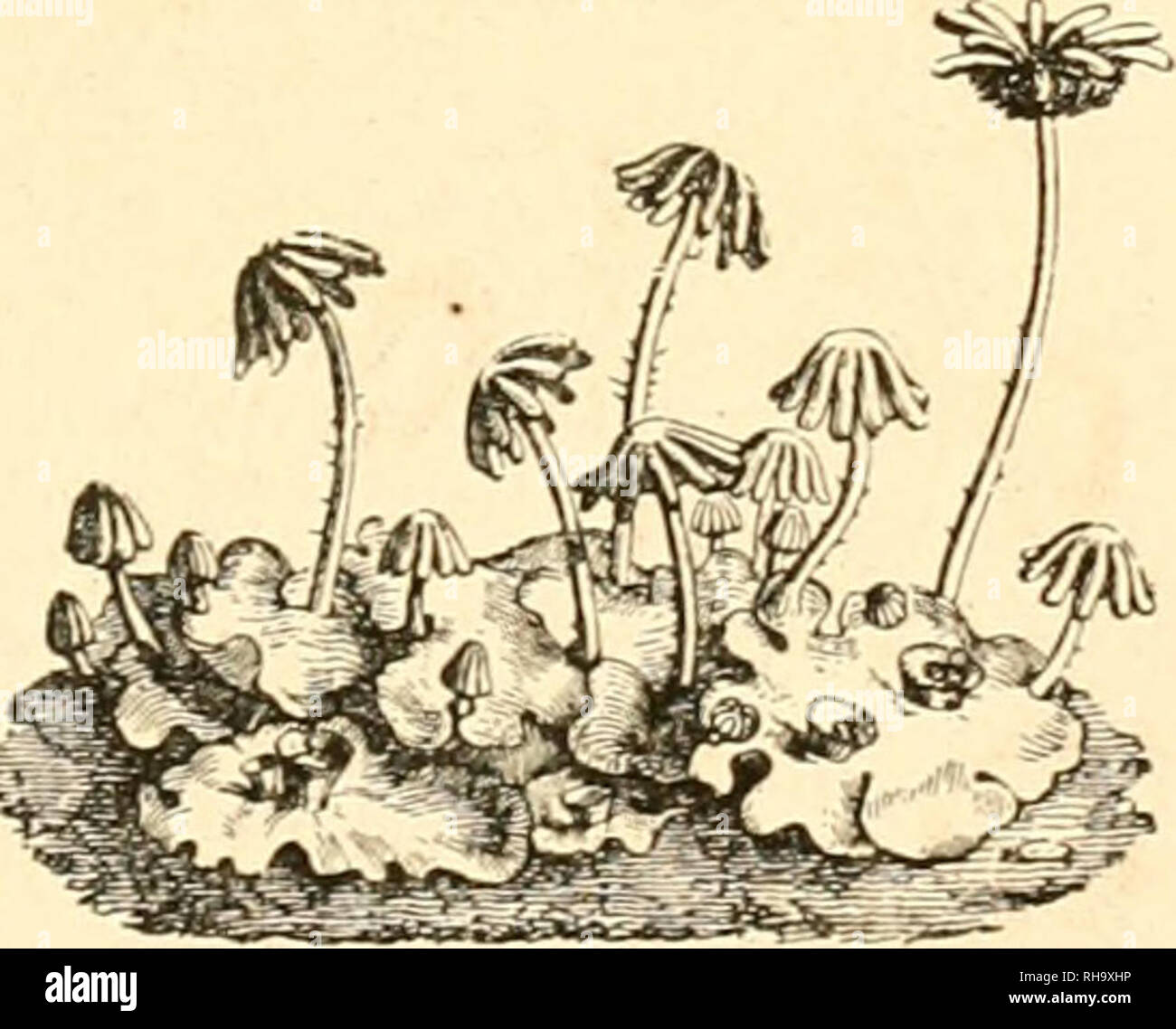 . Botanique cryptogamique, ou Histoire des familles naturelles des plantes infrieures. MARCHANDEES. FOSSOMBRONIA. RADDl Fruclificatio ecosta- termine infra tlialli apicem emergens, demum dorsalis. Periclnetium obconico-campanulatum, ore crenato dentatove. Pergonium nullum, Archegonia pauca. Epigonium persisteus, vertice lacero. Sporangium circnmscissum. Zootheca? dorsales costae impositre, nuda?. METZGEBIA, RAÃDI. Fructificacio e latere ven- trali costae mÃ©dise thalli emergens. Periclnetium renlricosum demum bipartitum. Perigoninm nullum. Archegonia pauca. Epigonium persi- stens, vertice lace Stock Photo