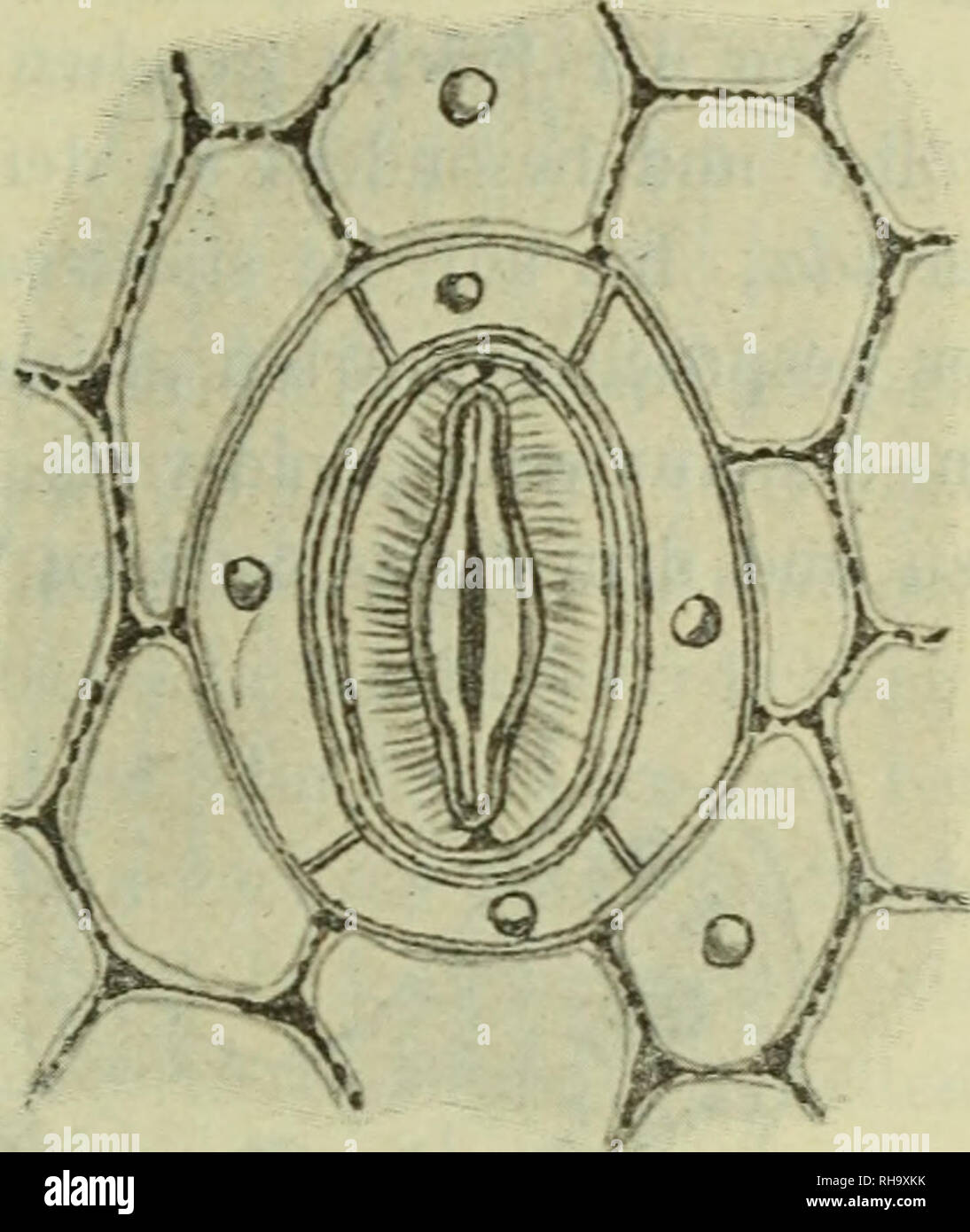 Anatomie garten hires stock photography and images Alamy