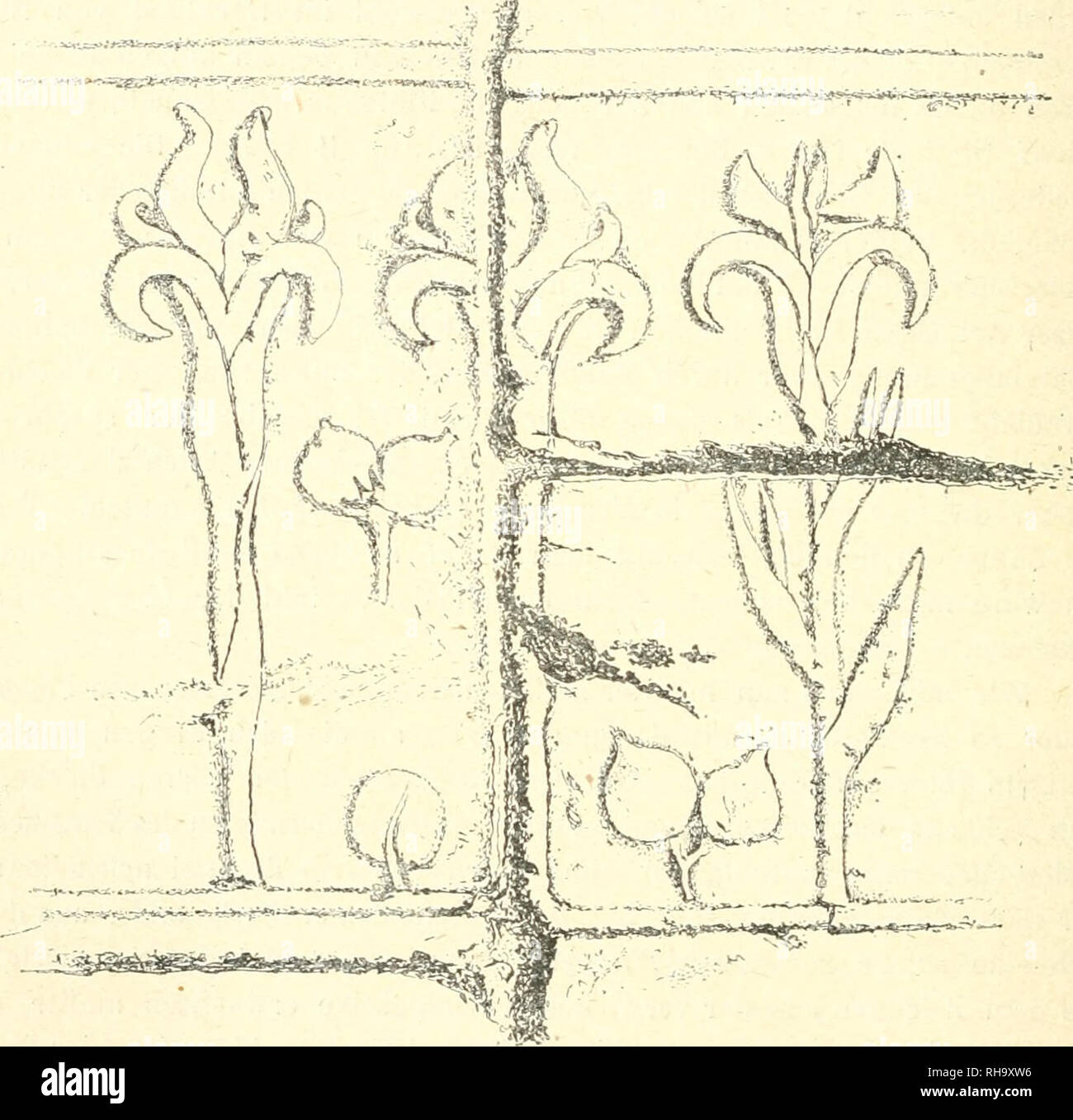 . Botanische Jahrbcher fr Systematik, Pflanzengeschichte und Pflanzengeographie. Plants. 478 G. Schweinfuitl). Spitze etwas nach außen zuriickgebogen. Sie erreichen die gleiche Länge wie die äußeren Abschnitte, die sichelarlig nach außen gekrümmt und ab- wärts zurückgeschlagen erscheinen. Zwischen den inneren und äußeren Perigonabschnitten gucken an der Peripherie der Zeichnung die aufwärts nach innen gekrümmten und gleichsam eingerollten Enden der pelaloiden iNarbenblätter hervor. Diese scheinen die halbe Länge der Perigonabschnitte zu erreichen. Bei der dritten Zeichnung zur Rechten erschein Stock Photo