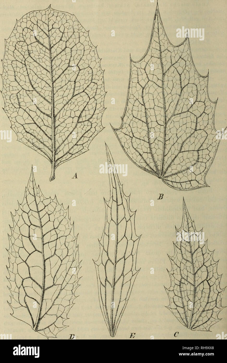 . Botanische Jahrbu?cher fu?r Systematik, Pflanzengeschichte und Pflanzengeographie. Botany; Plantengeografie; Paleobotanie; Taxonomie; Pflanzen. 114 Fr. Fedde.. Fig. 3. A M. Paxil Fedde; B M. japonica var. Bmlii (Fort.) Fedde; C il/, ncpalensis DC; D M. pulyodonta Fedde; E M. Fortunei (Lindl.) Fedde.. Please note that these images are extracted from scanned page images that may have been digitally enhanced for readability - coloration and appearance of these illustrations may not perfectly resemble the original work.. Engler, Adolf, 1844-1930. Stuttgart : Schweizerbart Stock Photo
