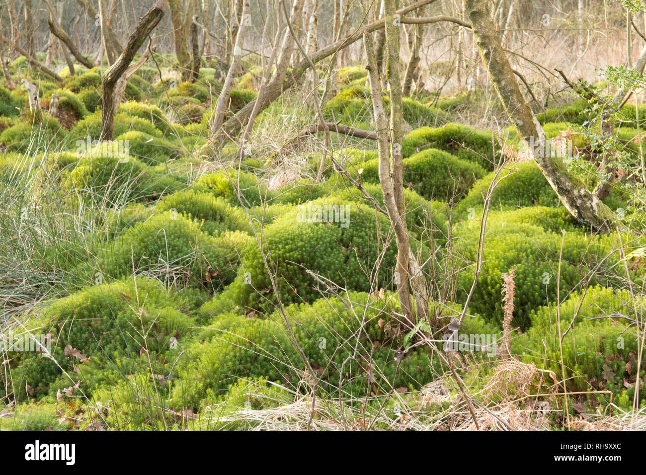 sphagnum moss, peat moss, bog moss, hummocks, mounds, swamp, bog, Ambersham  Common, Sussex, UK, January, wetland carr Stock Photo - Alamy