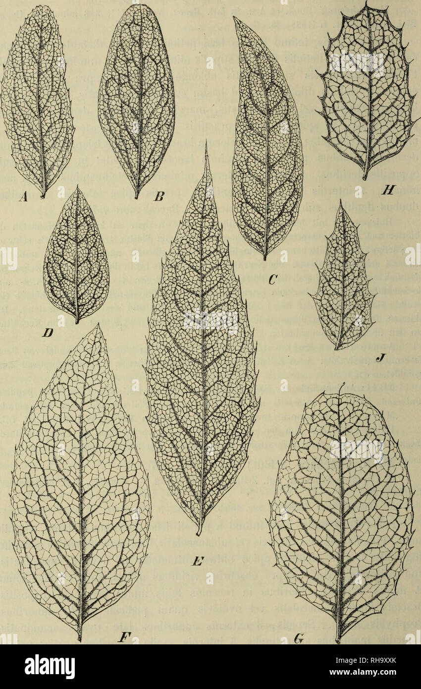. Botanische Jahrbu?cher fu?r Systematik, Pflanzengeschichte und Pflanzengeographie. Botany; Plantengeografie; Paleobotanie; Taxonomie; Pflanzen. 1U4 Fr. Ft'ddc.. Fig. 2. A M. Andrieuxii (Hook, et Am. Fodde ; B M. Choahoco (Schlechtend.) Fedde; C M. temiifolia (Lindl.) Loud.; D M. Ehrcubcrgii (Kunzc) Fcddc; E M. pani- culata Oerst.; FM. Hartivegii (Benth.) Fedde; G M. pallida (Hariw.) Fedde; H M. zimapana Fedde; I M. ilicma Schlechtend.. Please note that these images are extracted from scanned page images that may have been digitally enhanced for readability - coloration and appearance of thes Stock Photo