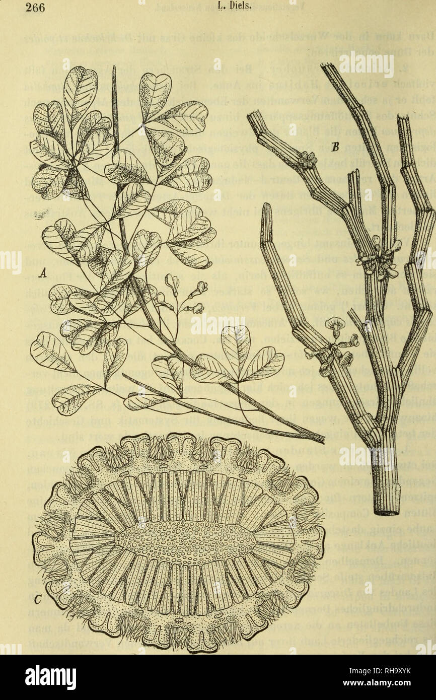 . Botanische Jahrbu?cher fu?r Systematik, Pflanzengeschichte und Pflanzengeographie. Botany; Plantengeografie; Paleobotanie; Taxonomie; Pflanzen. Fig. 4. Carmichaelia. À C. exsul F. v. M. Habitus Vi- — B, C C. crassicaulis Hook. f. B Habitus Vi; C junger St. = (schematisch) Vi-. Please note that these images are extracted from scanned page images that may have been digitally enhanced for readability - coloration and appearance of these illustrations may not perfectly resemble the original work.. Engler, Adolf, 1844-1930. Stuttgart : Schweizerbart Stock Photo