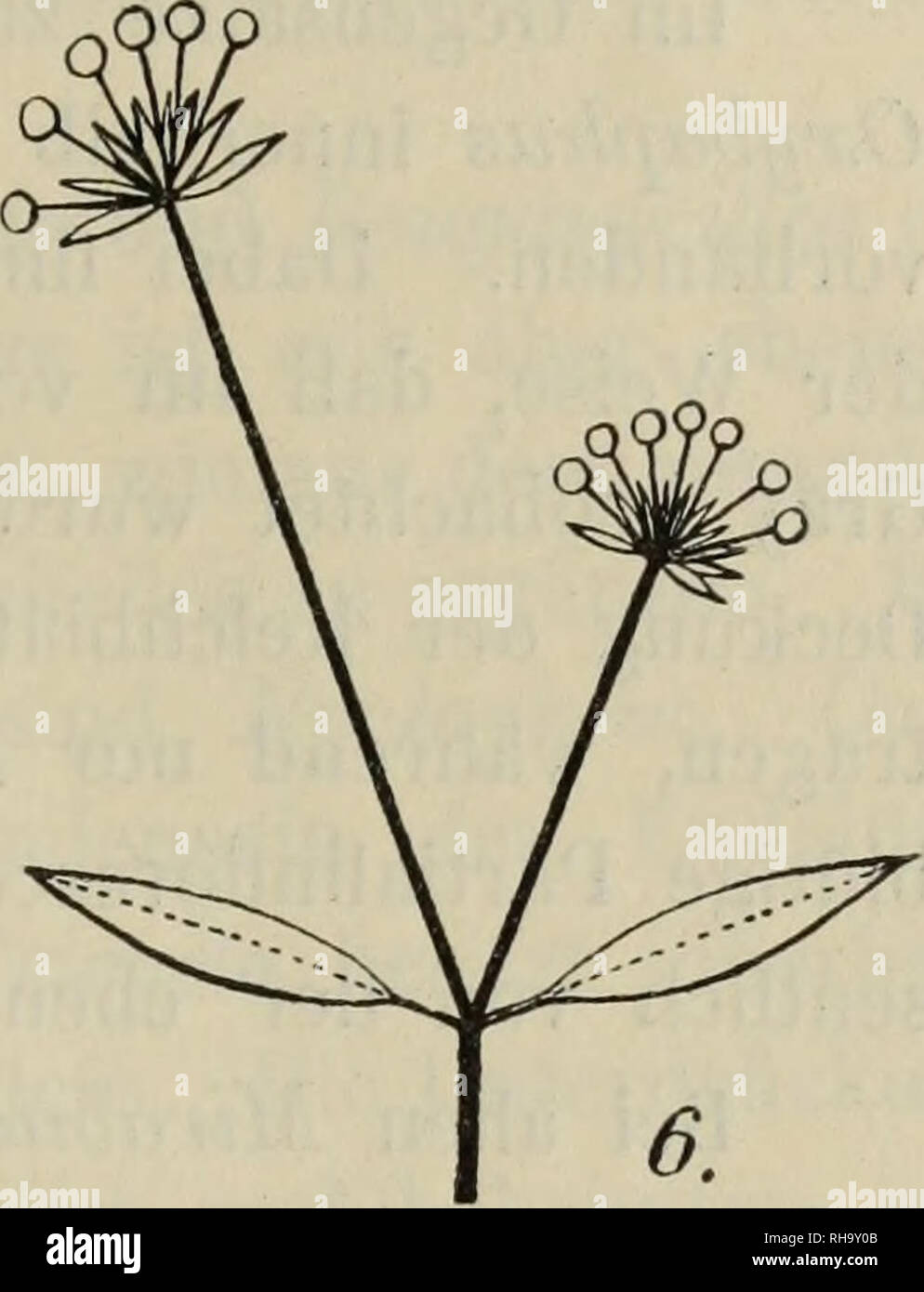 . Botanische JahrbuÌcher fuÌr Systematik, Pflanzengeschichte und