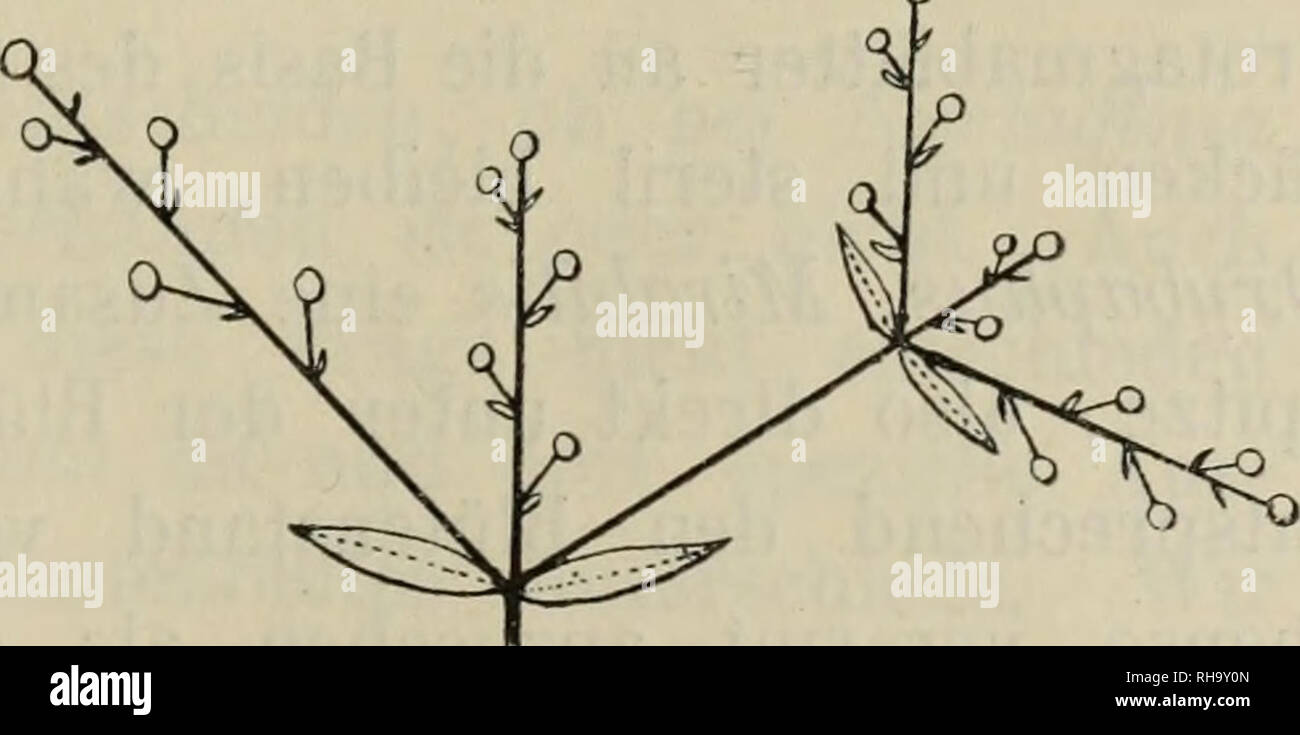. Botanische Jahrbu?cher fu?r Systematik, Pflanzengeschichte und Pflanzengeographie. Botany; Plantengeografie; Paleobotanie; Taxonomie; Pflanzen. Bevor ich auf die Erörterung der hier einzusetzenden Fragen nach diesen sekundären Vorblättern eingehe, möchte ich bemerken, daß auch Okenia ebenso gebaut ist wie Adeisanthes^ daß hier nur die Reduktion der geminderten Dichasialzweige eine sehr viel weitergehende ist, derart, daß diese stets auf ein kleines Vorblattpaar, die dreizähligen an der Basis der Blütenstiele stehenden Involukralblätter auf die Endblüten be- schränkt sind. Die Verhältnisse be Stock Photo