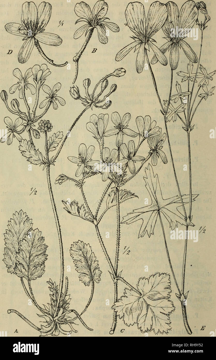 . Botanische Jahrbu?cher fu?r Systematik, Pflanzengeschichte und Pflanzengeographie. Botany; Plantengeografie; Paleobotanie; Taxonomie; Pflanzen. 16 R. Kniith.. Fig. 4. Ä, B Pelargonium sanguineum Wendl. — D Pelargonium fulgidum X P. grandiflormn Sweet = P. schizophylhtm Sweet. — E Pelargonium grandiflorum (Andr.) Willd. — Icon speciei hybridae sec. Sweet reiterata. i. Please note that these images are extracted from scanned page images that may have been digitally enhanced for readability - coloration and appearance of these illustrations may not perfectly resemble the original work.. Engler, Stock Photo
