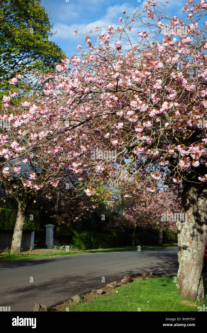 Pink Japanese Cherry Blossom West Argyle Street Helensburgh 
