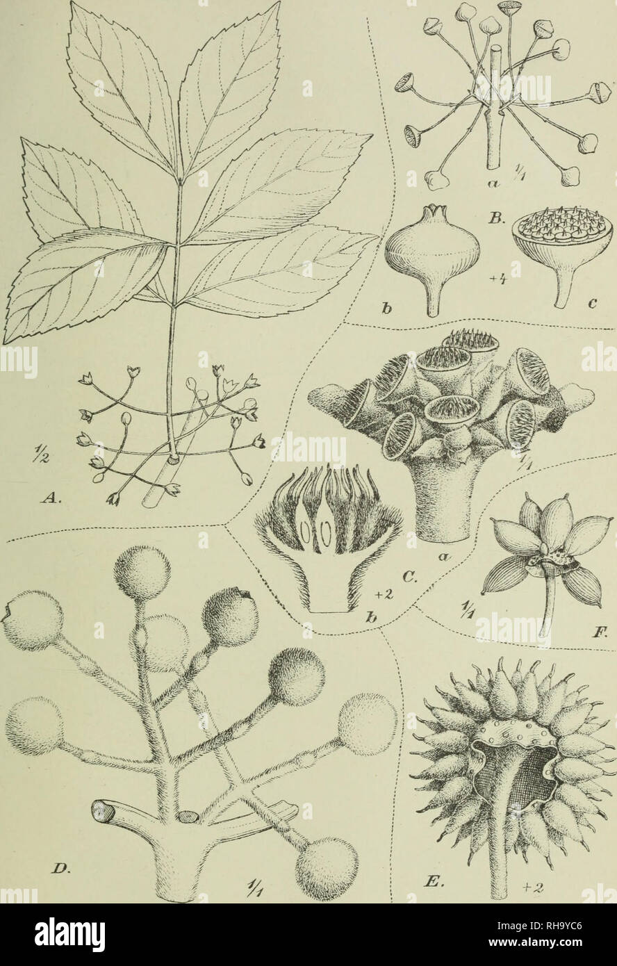 . Botanische Jahrbu?cher fu?r Systematik, Pflanzengeschichte und Pflanzengeographie. Botany; Plantengeografie; Paleobotanie; Taxonomie; Pflanzen. A. EngJer, Bot. Jahrb. Bd. XXVII. Taf. X.. A. Mollinedia calondonta l-rk., B. a—c. M. fasciculata Perk., C. a—b. M, lamprophylla Perk., D. M. Glaziovii Perk., E. M. Selloi (Spreng.) A. Ü. C, F. M. Schottiana (Spreng.) Perk. y. Pohl ad liai. del. Tcnag v.W'illu'lm l'iif^i'iiuannj, r^pdcj. Lith AnstJulius Klinkhardt Leipzig. Please note that these images are extracted from scanned page images that may have been digitally enhanced for readability - col Stock Photo