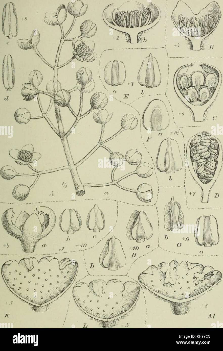 . Botanische Jahrbu?cher fu?r Systematik, Pflanzengeschichte und Pflanzengeographie. Botany; Plantengeografie; Paleobotanie; Taxonomie; Pflanzen. A. Engler, Bot. Jahrb. Bd. XXVIL 7 'af. IX.. A. a—d. Mollinedia Gilgiana Perk., B. M. Canheldiae Pcrk.. C. M. elegans Tul., D. M. pachysandra Perk., E. a—b. M. Glaziovii Perk., F. a—b. M. chrysophylla Perk.. G. a—b. longicuspidata Perk., H. a—b. M. oligantha Perk., J. a —c M. LoAA-theriana Perk., A&quot;. M. cyathantha Perk., L. ^l. polyantha Perk.. M. M. racemosa Tul. T.Pohl iicl nat.del. Lith AnstJulius Klinkhardt Leipzig Willi&lt;-lni Euf]rliuann, Stock Photo