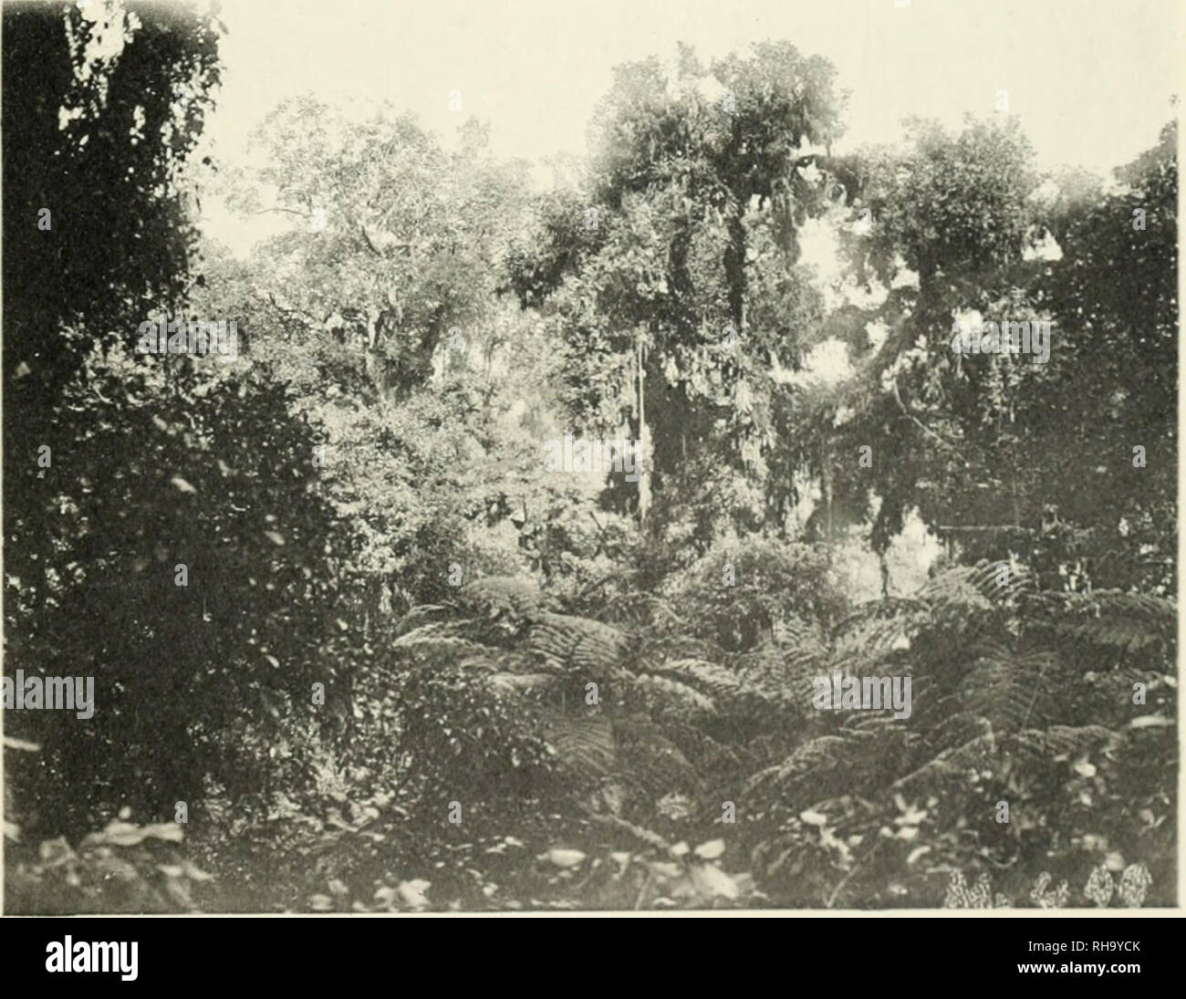 Duke adolf friedrich mecklenburg schwerin hires stock photography and