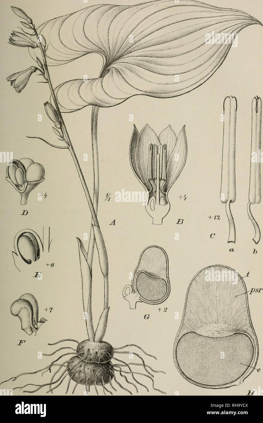 . Botanische Jahrbu?cher fu?r Systematik, Pflanzengeschichte und Pflanzengeographie. Botany; Plantengeografie; Paleobotanie; Taxonomie; Pflanzen. ErifjUr, Bot. Jahrb. XXVlü.Hd.. A.-C. CifuJicuitrum Goet'/.(UuiUTn Ejuji-, DrH. Ci/a-nastr iuf/ coi-difoliurn. Oliv. Pohl dcl Verlag T.Wilhelm KTiçicltnaim .n Leipzig-. Lith AnstJuliuc Klinkhardt Leipzig. Please note that these images are extracted from scanned page images that may have been digitally enhanced for readability - coloration and appearance of these illustrations may not perfectly resemble the original work.. Engler, Adolf, 1844-1930. St Stock Photo