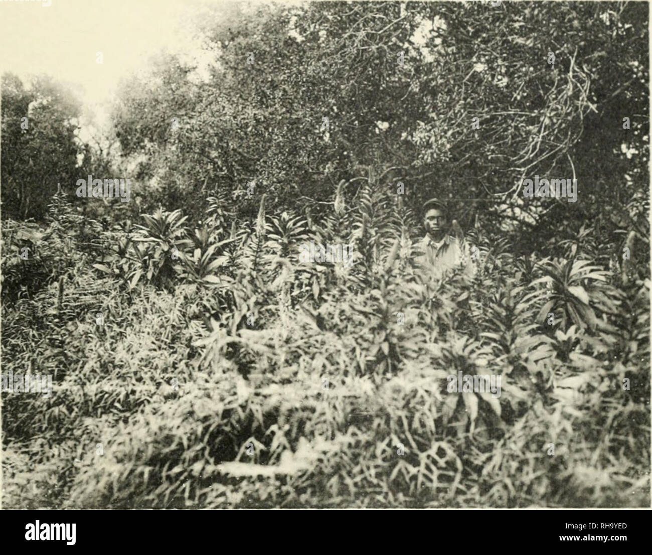 Botanik Botany Tafel 80 Lobelia Columnaris Im Graslana Von