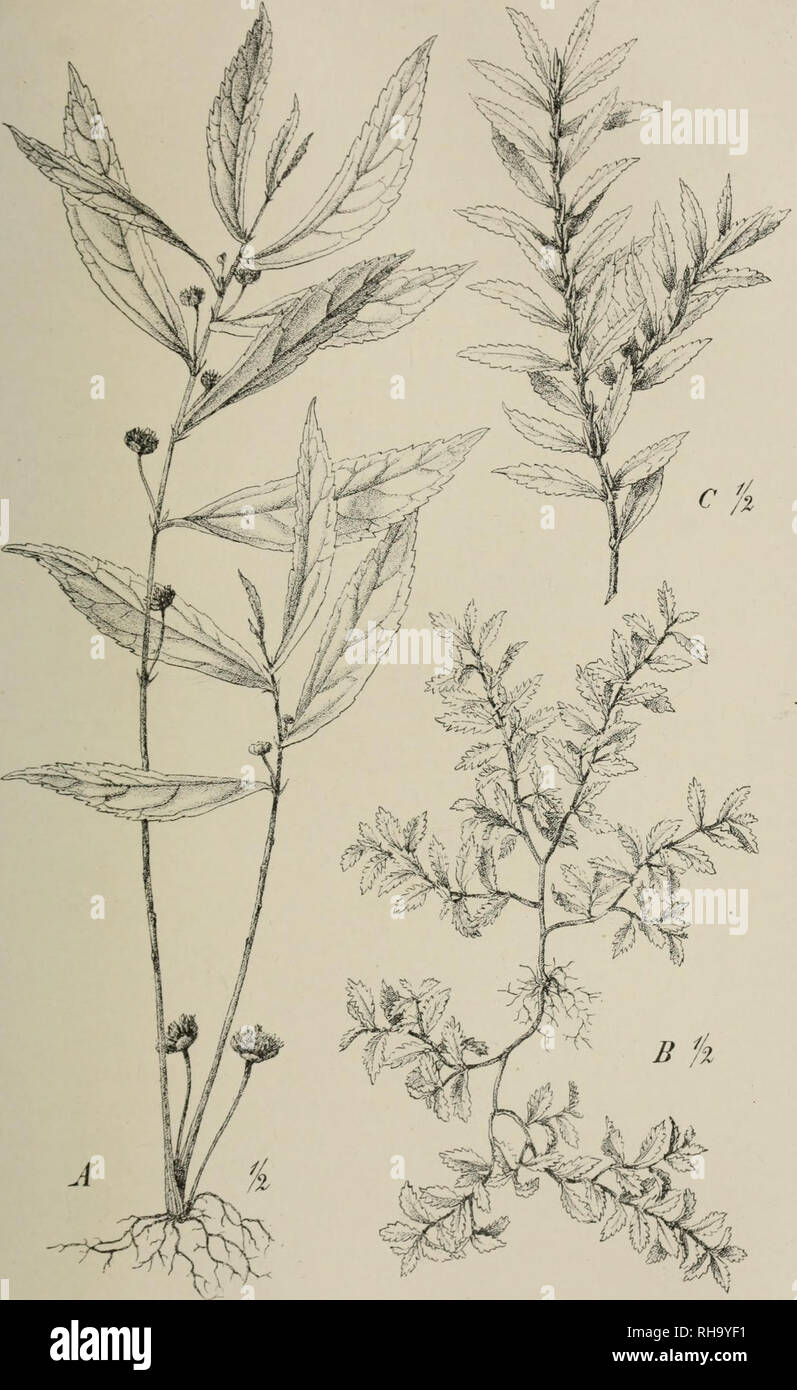 . Botanische Jahrbu?cher fu?r Systematik, Pflanzengeschichte und Pflanzengeographie. Botany; Plantengeografie; Paleobotanie; Taxonomie; Pflanzen. Efigkr, Bot. Jahrb. XXV. Bd. Taf. XII.. A Etatostemma Engleri Reinecke; B E. radicans Rcincckc; C E. stnctwn Reineckc. T. Gürlce ad nat. delin. Verlag von Wilhelm Engelmann in Leipzig.. Please note that these images are extracted from scanned page images that may have been digitally enhanced for readability - coloration and appearance of these illustrations may not perfectly resemble the original work.. Engler, Adolf, 1844-1930. Stuttgart : Schweizer Stock Photo