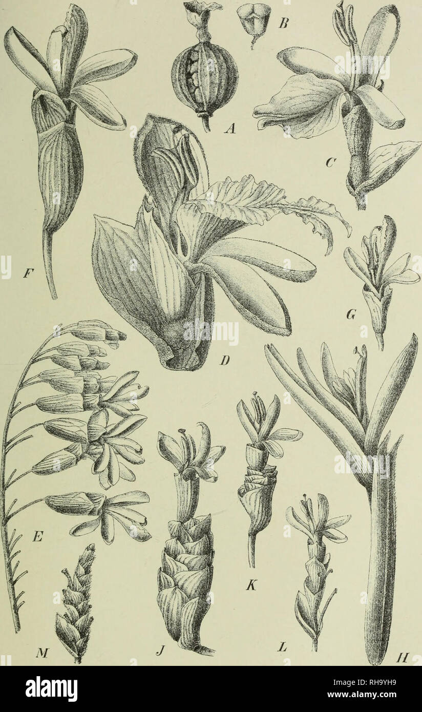 . Botanische Jahrbu?cher fu?r Systematik, Pflanzengeschichte und Pflanzengeographie. Botany; Plantengeografie; Paleobotanie; Taxonomie; Pflanzen. Enghr, Bot Jahrb. XX VIL Bd. Taf. III.. A—B Alpinia speciosa K. Seh., C A. Novae Pommeraniae K. Sch., D A. malaccensis [Burm.) Rose, E—F A. monopleura K. Sch., G A. eremoehlamys K. Sch., H A. ekgans [Prsl] K. Sch., J A. colossea K. Sch., K A. myriocrater K. Sch., L A. conchigera Griff. T. Gürke ad nat. delin. Yerlag von &quot;Wilhelm Engelmann in Leipzig.. Please note that these images are extracted from scanned page images that may have been digital Stock Photo