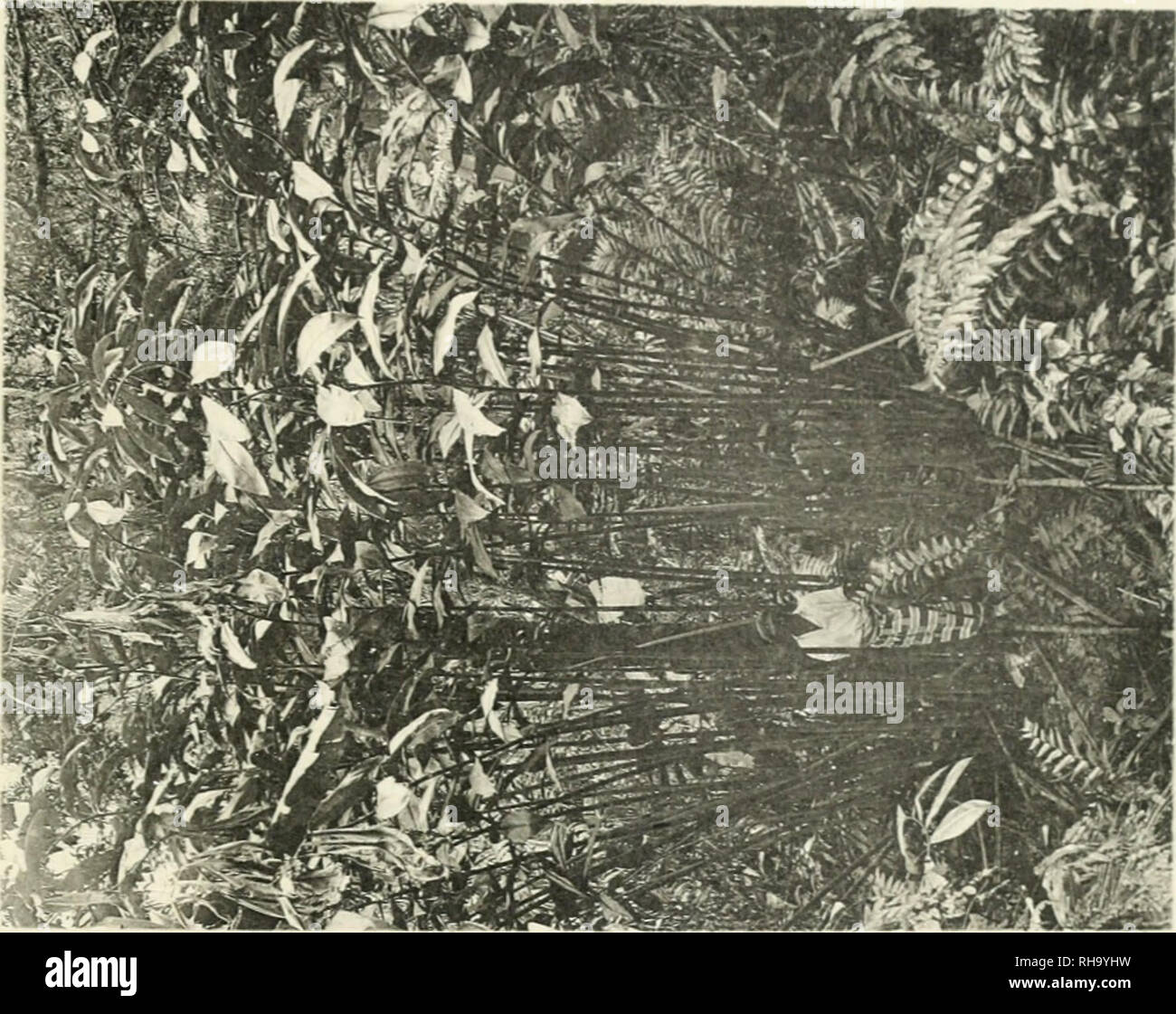 Duke adolf friedrich mecklenburg schwerin hires stock photography and