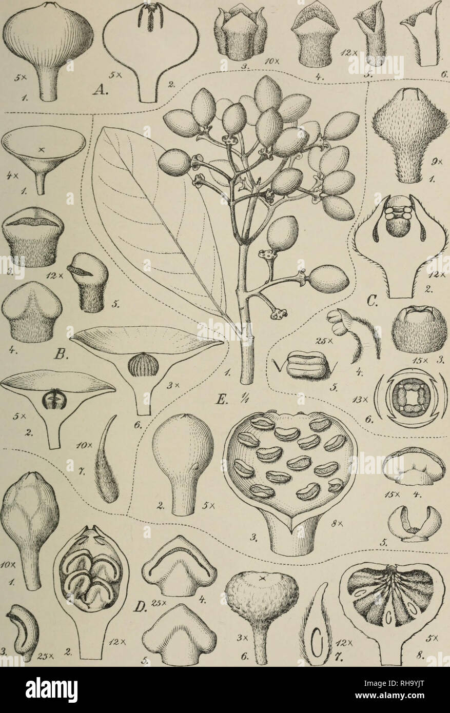 . Botanische JahrbuÌcher fuÌr Systematik, Pflanzengeschichte und Pflanzengeographie. Botany; Plantengeografie; Paleobotanie; Taxonomie; Pflanzen. Engler: Bot Jahrb.. VATBd. Tai: II.. A. SfeÃ§raniherÃ ^ ihyrsiflora Buk.Ã.AnihohQmhix hospituns (Becc.)Pcrk., C.Tetrasynandm laxifhra (Bmtk)Ferk., R Wilkiea macrophvUa (A. Cunii.) A.DC, W.Wardellii (F.vM.)Perk. Yerlag v.Wilhelm Engeln)ami,LÃ§ipy.ia. Lifti AnstJuiiub Kiinkhardt Leipzig.. Please note that these images are extracted from scanned page images that may have been digitally enhanced for readability - coloration and appearance of these illust Stock Photo