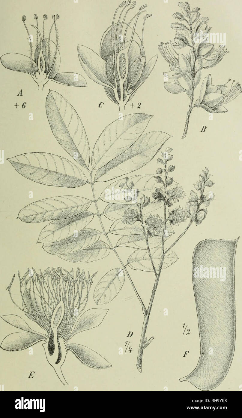. Botanische Jahrbu?cher fu?r Systematik, Pflanzengeschichte und Pflanzengeographie. Botany; Plantengeografie; Paleobotanie; Taxonomie; Pflanzen. Engler^ Bot. Jahrb. XXVI. Bd. Taf. VII,. A Oxystigma Buchholxii Harms; B—C Cyanothyrsus Soyauxii Earms; B—F Polystemonanthus Dinklagei Harms. T. Gürke ad nat. delin. Verlag von Wilhelm Engelmann in Leipzig.. Please note that these images are extracted from scanned page images that may have been digitally enhanced for readability - coloration and appearance of these illustrations may not perfectly resemble the original work.. Engler, Adolf, 1844-1930. Stock Photo