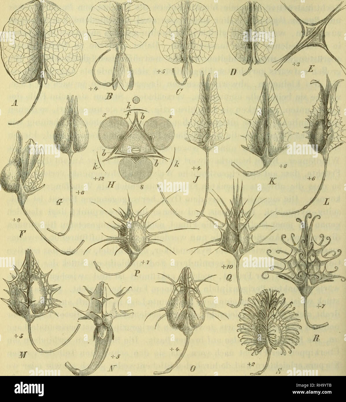 . Botanische Jahrbu?cher fu?r Systematik, Pflanzengeschichte und Pflanzengeographie. Botany; Plantengeografie; Paleobotanie; Taxonomie; Pflanzen. 270 ö. Dammer. in diese Gruppe gehörigen sowohl, als auch bei den mit Schwimmorganen ausgerüsteten Früchten eine nicht unw esentliche Rolle spiell. Vergleicht man nämlich die verschiedenen Früchte, so wird gar bald einmal die verschiedene •. Fig. 2. Verbreitungsmittel der Rumex-Fr. A Rumex venosus Pursh. — B R. thyrsoides Desf. — CR. Acetosa L. — D R. vesicarius L. E derselbe, 2 verwachsene Fr. im Quer- schnitt, die verschiedene Lage des E. zeigend.  Stock Photo