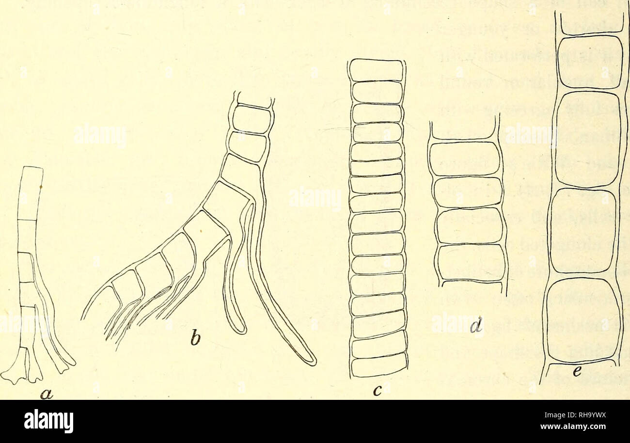 . Botanisk tidsskrift. Botany; Plants; Plants. — 362 — Woltke (Urospora p. 69) distinctly points out that the zoospores of this species are produced by successive divisions, while the zoospores of Urospora mirabilis Schmitz (cfr. my footnote p. 361) are produced by simultaneous divisions. I have in my material of U. mirabilis never seen the mother-cells of the zoospores in stages of divisions, which distinctly show successive divisions, and I have also never seen the parietal proto- plasm divided into numerous six-sided portions as in Urospora Worm- skioldii (Rosenv. Grl. Havalg. p. 920) and U Stock Photo