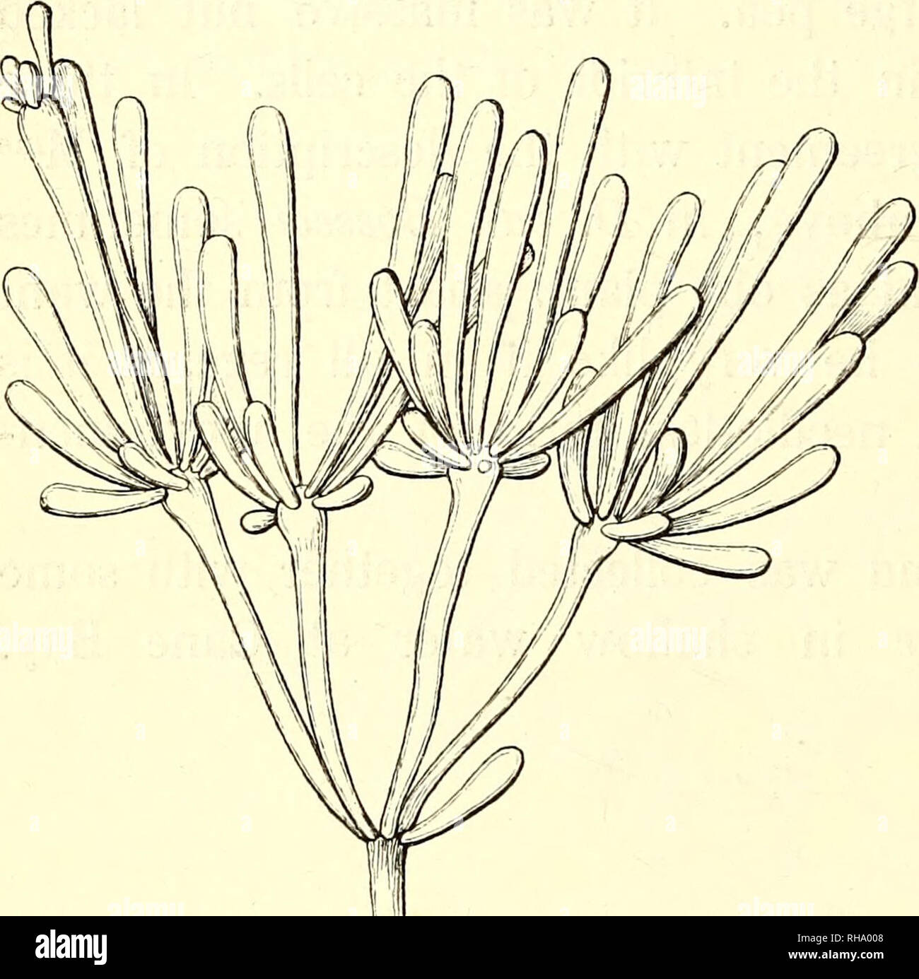 . Botanisk tidsskrift. Botany; Plants; Plants. — 260 — On examining my large material of this interesting plant I have arrived at the result that, even if it is in several regards nearly related to Valonia, it nevertheless shows important differ- ences approaching it to several other genera e. g. Apjohnia, Sipho- nocladus etc., for which reason I think it most suitable to consider it as representing a new genus. Before pointing out the ways in which it shows likeness with and differences from the above-mentioned genera, I shall give a description of the plant. As is the case with so many relat Stock Photo