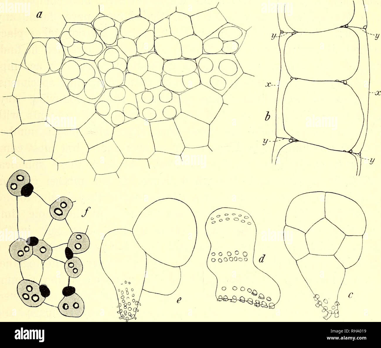 . Botanisk tidsskrift. Botany; Plants; Plants. -, 251 - of the cell has often a longer or shorter root-like prolongation (fig. 5c,e), upon the lowermost end and sides of which we find a great number of small unicellular rhizoids which grow out, one from each of the numerous small cells occurring here very similar to those found in Valonia. Also higher up on the cell we often find many of these small cells arranged as a rule in rows (fig. 5^), some of them also more scattered. How far the origin of these. Fig. 5. Dictyosphœria favulosa (Ag.) Decsne. a. part of a thallus with cells in division i Stock Photo