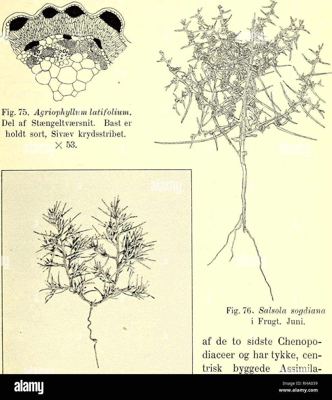 . Botanisk tidsskrift. Botany; Plants; Plants. — 219 — En Del af de ovenfor under G, D og E beskrevne Urter er Halofyter, saaledes Halopeplis, Suaeda, Halimocnemis, Salsola, Halocharis, Anabasis, Statice, Zygophyllum. De er med Undtagelse. tionsorganer, hvad ogsaa I Statice's vikarierende Fig. 77. Halimocnemis pilosa. Juli. Grene har. Til Zygophyl- lum slutter sig Euphorbia Turzaninoivii, de er begge tykbladede og isolaterale. Andre Repræ- sentanter for Ghenopodiaceae er Tørhedsplanter (Cornulaca, Hora- ninowia, Agriophyllum, Ceratocarpus). De er tornede; Assimila- tionsorganerne er tynde og i Stock Photo