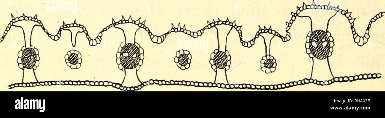 . Botanisk tidsskrift. Botany; Plants; Plants. — 228 — af Forældrene og tillige (oftest?) kan mangle hos den anden (Ely mus). Her er altsaa 3 Tydninger mulige: 1) Enten er Bastarden dannet af en Agropyrum og en Ely mus som den i Fig. I, A; Mangelen af hypodermalt Styrkevæv og Tilstede- værelsen af Stomata er i saa Fald let forklarlig. Eller 2) Bastardens Forældre er Agrop. og en Elymus som i Fig. 1, B; i saa Fald er Styrkevævet faldet bort hos Bastarden; Spalte- aabningernes Nærværelse er stadig let forklarlig. Eller. Please note that these images are extracted from scanned page images that ma Stock Photo