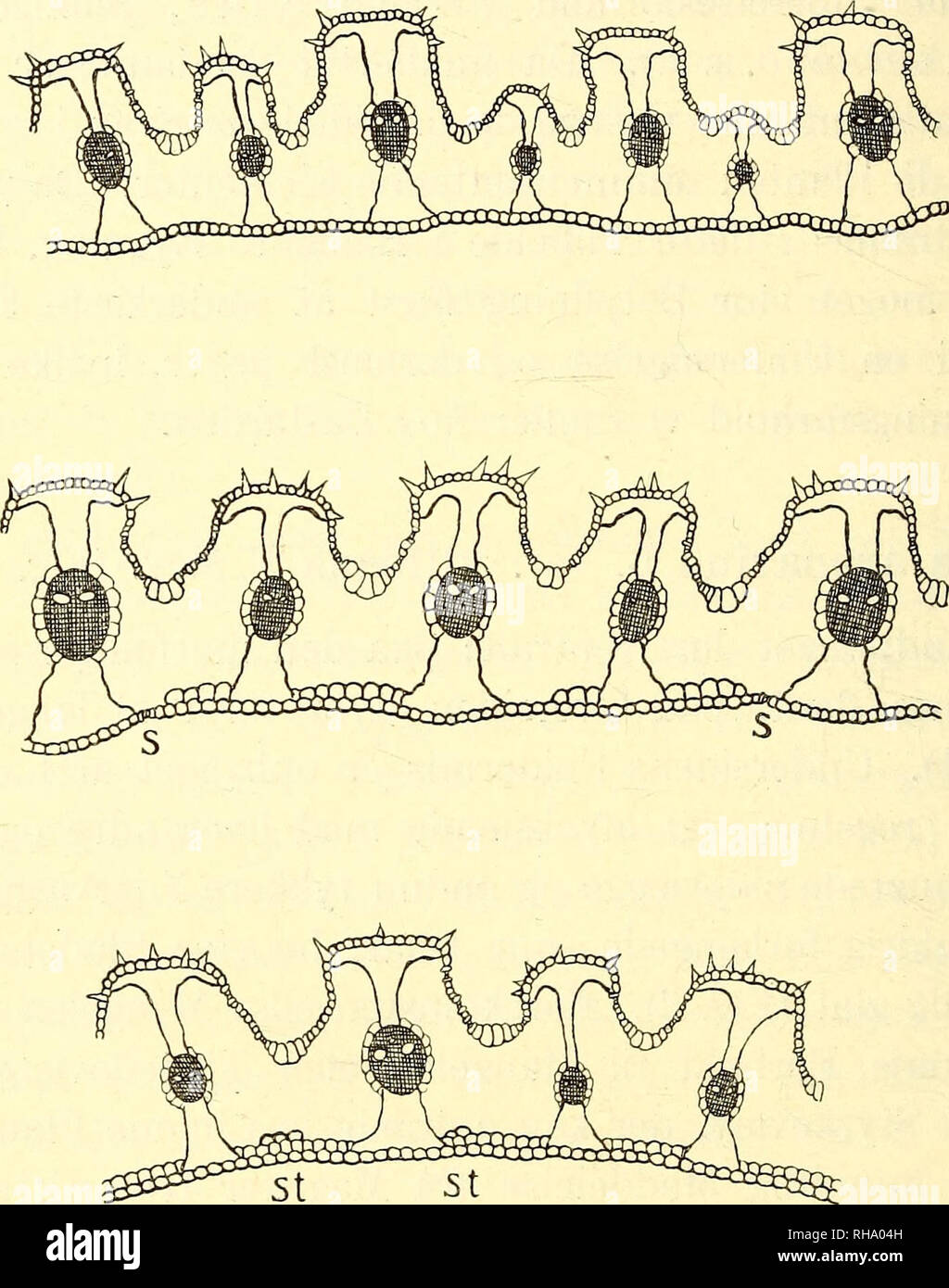 . Botanisk tidsskrift. Botany; Plants; Plants. — 224 — det i Fig. 1, B (smlgn. Figurerne 1, A, B, C med 2. A, B, E). Dette hypodermale Væv bestaar af langstrakte Geller og er ikke væsens- forskelligt fra det Nerverne omgivende Styrkevæv, i hvilket det fort- sætter sig med ret jævne Overgange (Fig. 2, A, B, E ved st). Epidermis paa den morfologiske Overside er paa Ribbernes Overflade sammensat af Lang- og Dværgceller, hvilke sidste saa A n c. Fig. 1. Elymus arenarius villosus. A Tværsnit af et Blad uden hypodermalt Styrkevæv paa Bladundersiden. B Styrkevævet eenlaget, afbrudt ved Spalteaabninge Stock Photo