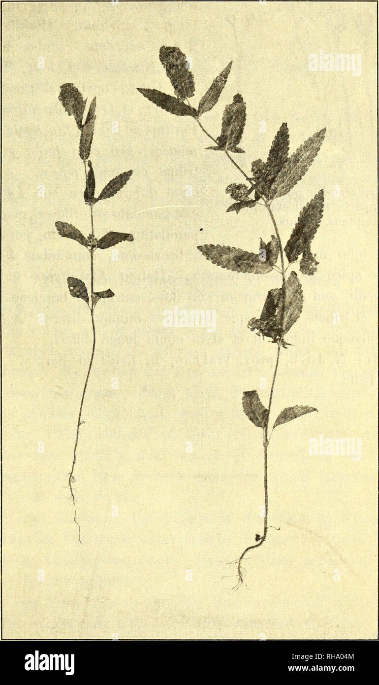 . Botanisk tidsskrift. Botany; Plants; Plants. — 247 — pilosulae, calices subaequantes, nullo modo imbricatae; bracteolae multo minores angustioresque. Galix sub anthesi aperte campanulato-pateriformis, parvus, extus parce margine densius pilosulus lobis brevibus ovatis ob- tusis; maturus valde auctus inflato-campanulatus, membranaceus, 10-ner-. Fig. 8. Paulseniella pamirensis. 1/2.6. vius, marginibus introrsum recurvis. Corolla minima, solitarie ex calice amplo exsertula, limbi marginibus longe villosellis. Nuculae sordide atro-brunneae. Planta 20 — 25 cm alta. Gaulis internodia 5 . . 4 . . 3 Stock Photo