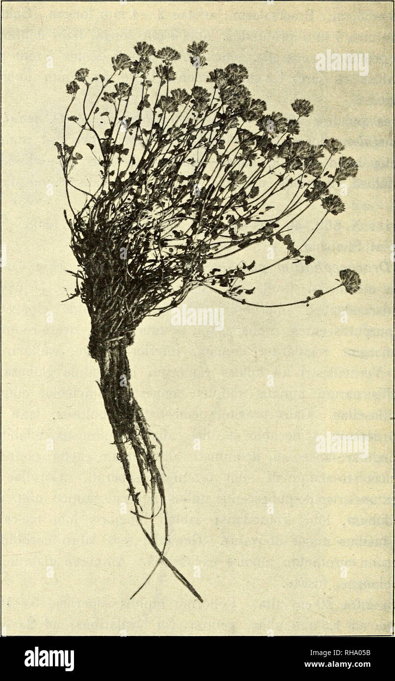 . Botanisk tidsskrift. Botany; Plants; Plants. 242 Pamir: N. 1099, on mountains near the lake Jashil Kul. Alt. 4100m. Aug. 11. 1898.. Fig. 6*. Dracocephalum pulchellum. 1k. 13. Dracocephalum Moldavica L. Pamir: N. 1432, prov. Wakhan, at Namatgut. Alt. 2700m. Sept. 27. 1898. 14. Lallemantia Royleana Benth. Samarkand: N. 261, in the steppe at Kerki. May 23. 1898; N. 121, 122, in the steppe at Ghawast. May 7. 1898; Ferghana: N. 1623, at Osh. Apr. 10. 1899.. Please note that these images are extracted from scanned page images that may have been digitally enhanced for readability - coloration and a Stock Photo