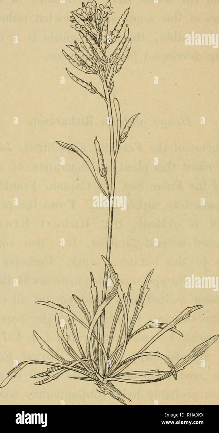 . Botanisk tidsskrift. Plants; Plants -- Denmark. When I visited London last summer (1897) Mr. E. G. Baker had the kindness to schow me the original specimen of Braya glabella Richardson from Robert Brown's herbarium in the British Museum, and I immediately saw, that this specimen was Braya alpina Sternb. &amp; Hoppe, exactly as this. Fig. 2. Braya alpina Sternb. &amp; Hoppe. (Specimen from Norway, Tromso, collected by J. M. Norman). plant occurs in East Greenland (found by N. Hartz)^) and in the north of Sandinavia. The genus Platypetalum has been withdrawn by Bunge and the only species pur'p Stock Photo