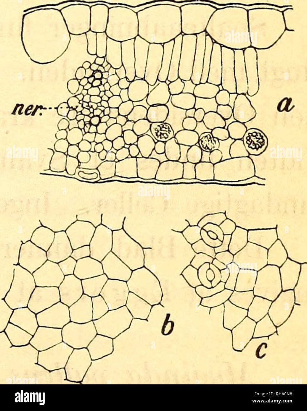 Botanisk tidsskrift. Botany; Plants; Plants. Fig. 35. Randia ...